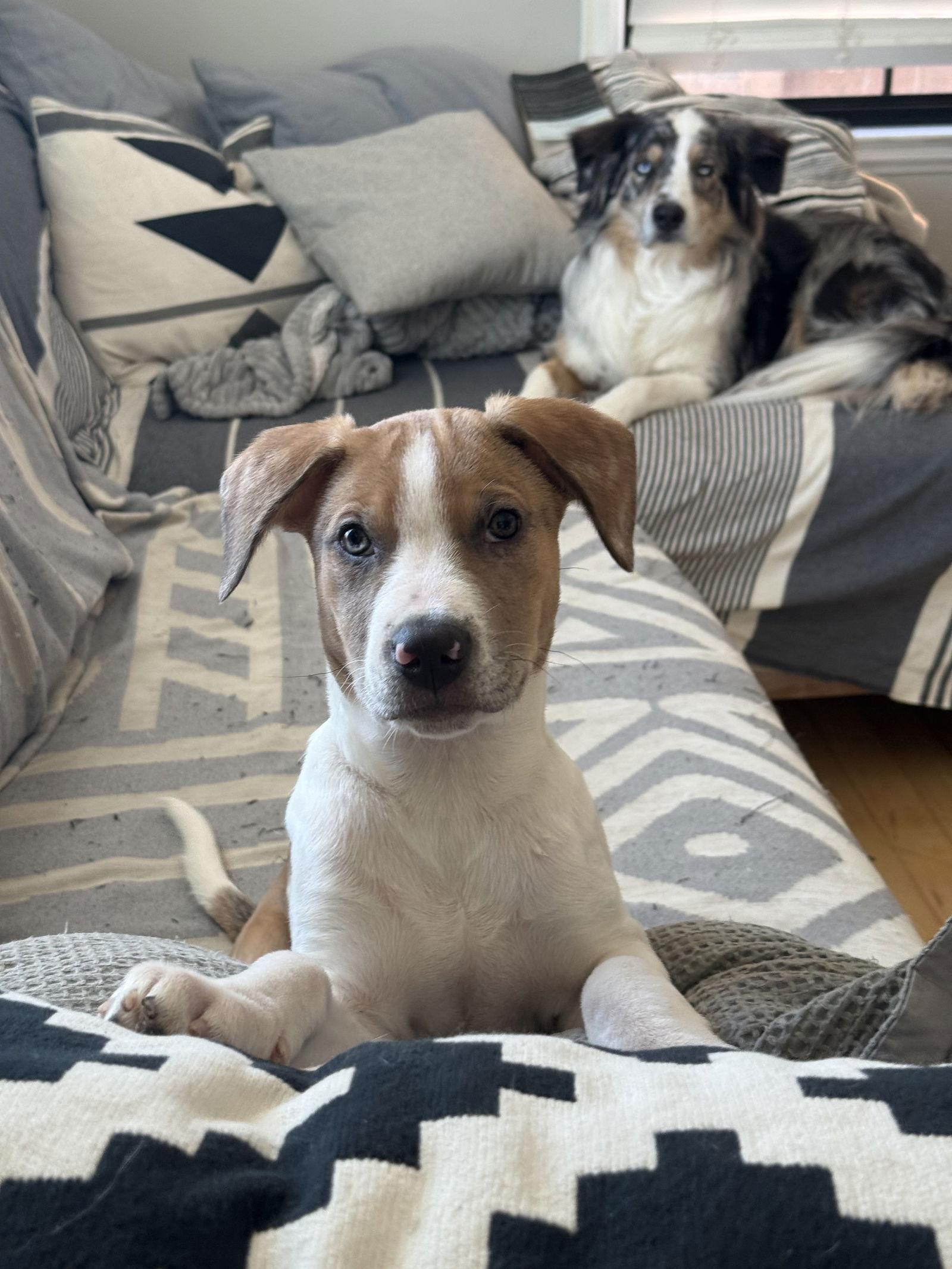 Geo, a Adoptable Pit Bull Terrier in Saint Paul, MN image 2/3