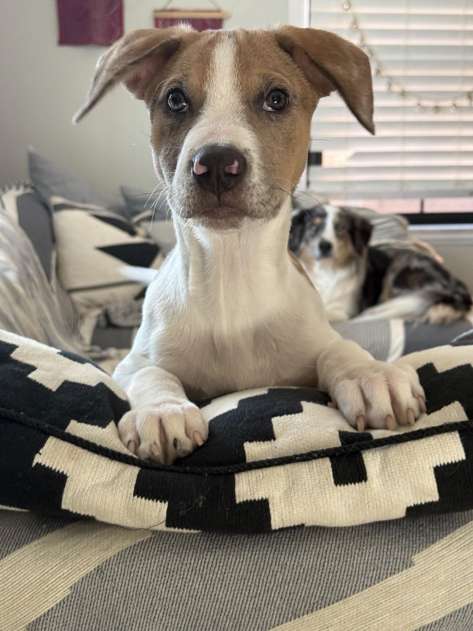 Geo, a Adoptable Pit Bull Terrier in Saint Paul, MN image 3/3