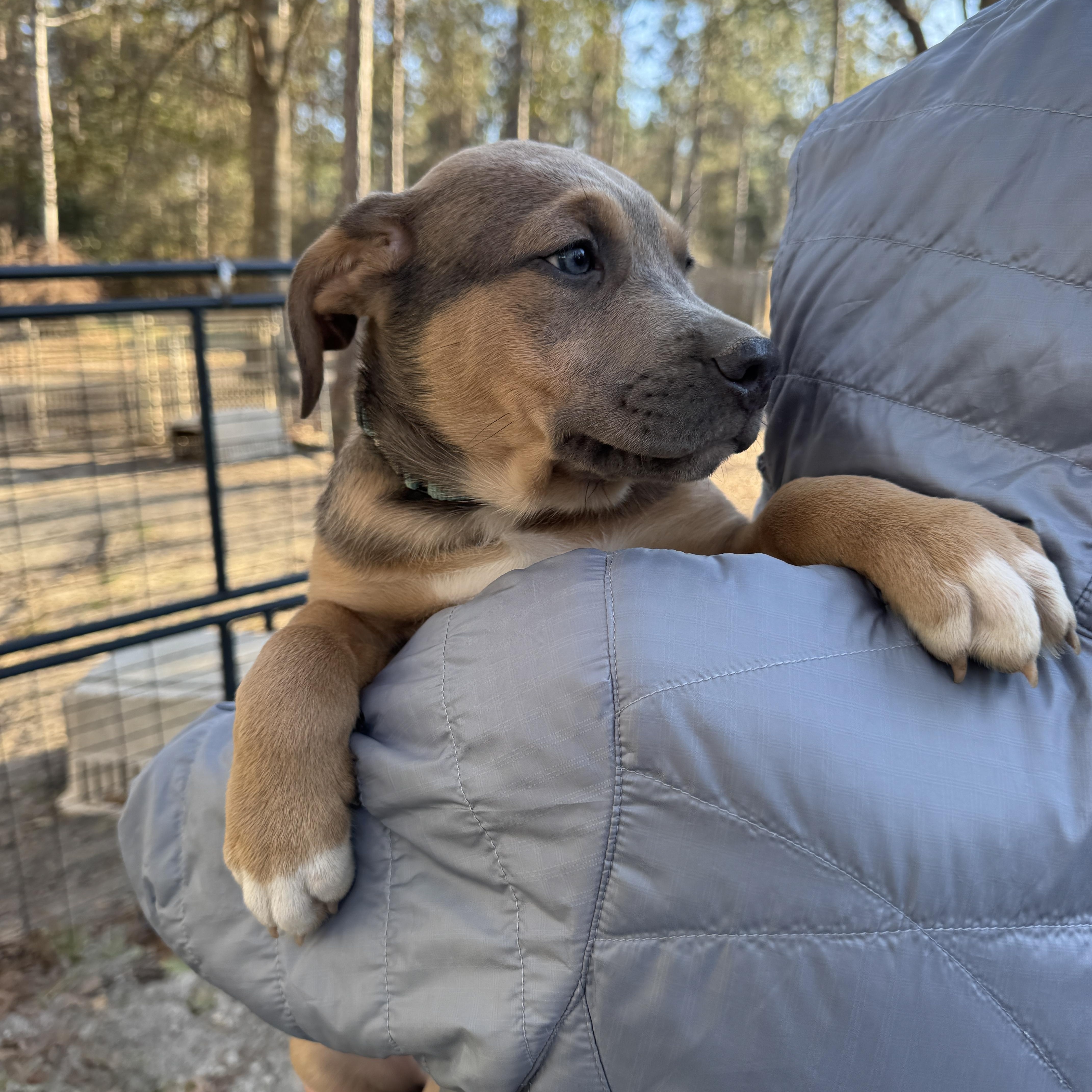 Enlarge Sully , an adopted Mixed Breed in Argyle, NY image 4/6