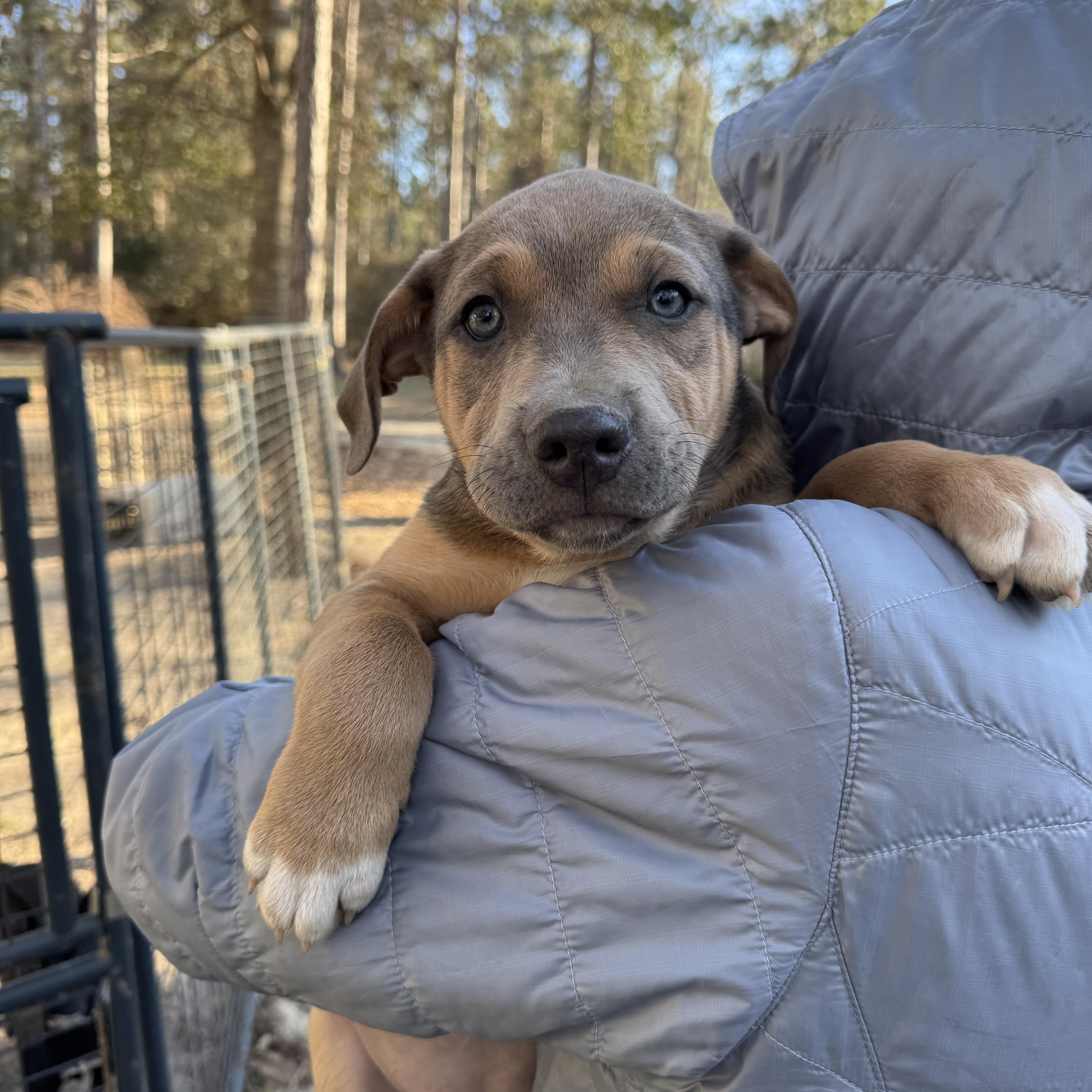 Enlarge Sully , an adopted Mixed Breed in Argyle, NY image 3/6