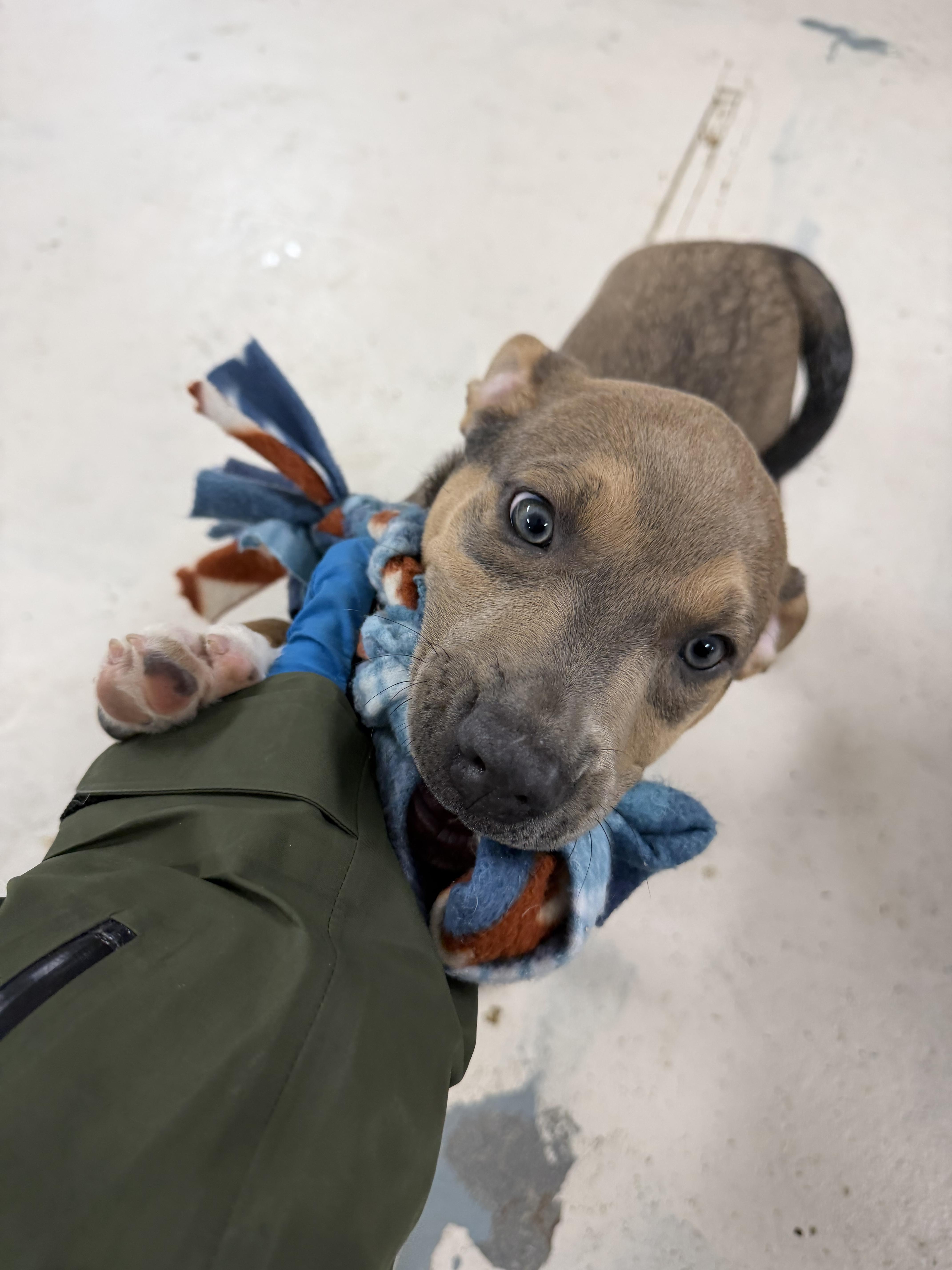 Enlarge Sully , an adopted Mixed Breed in Argyle, NY image 6/6