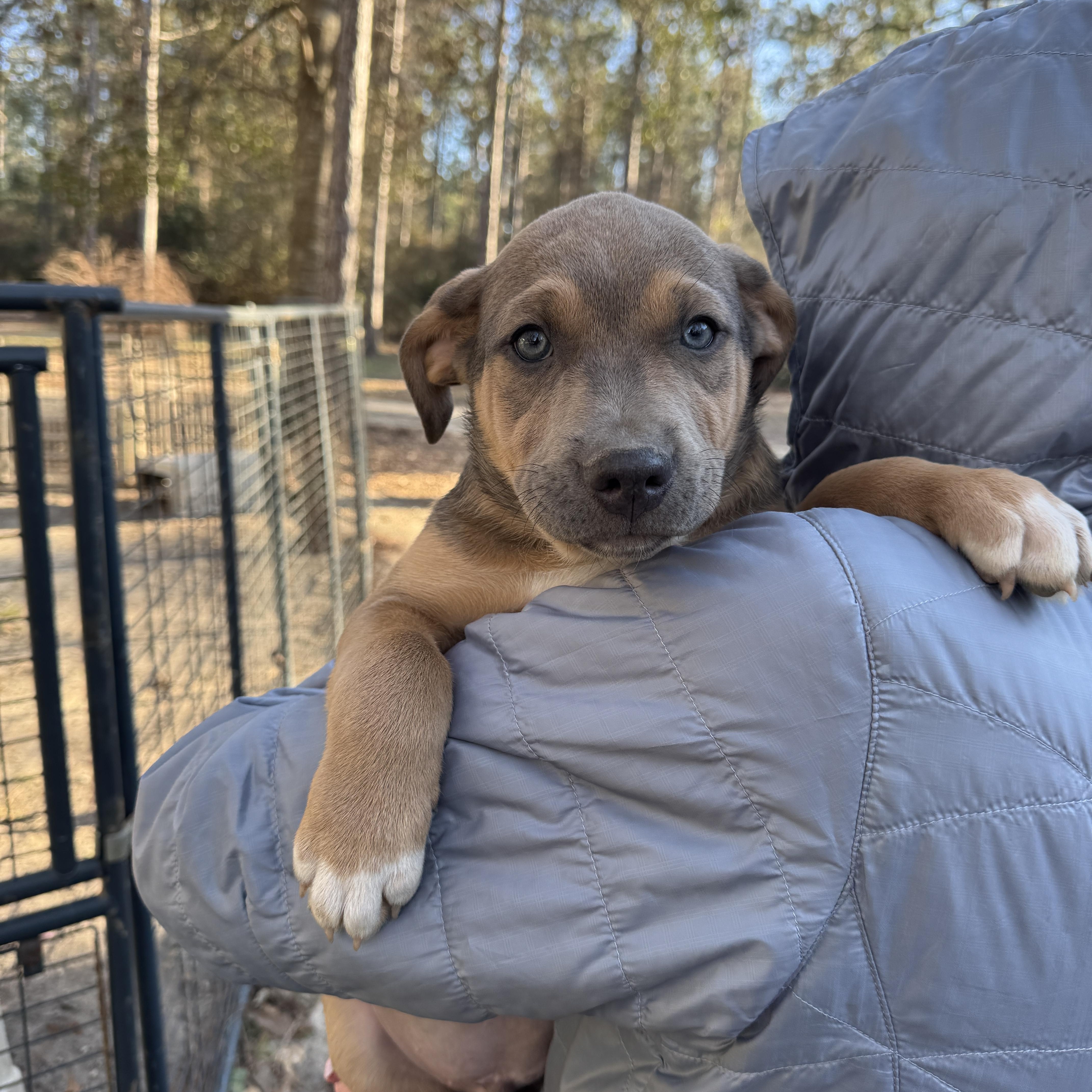 Sully , adopted, Puppy Male Mixed Breed.