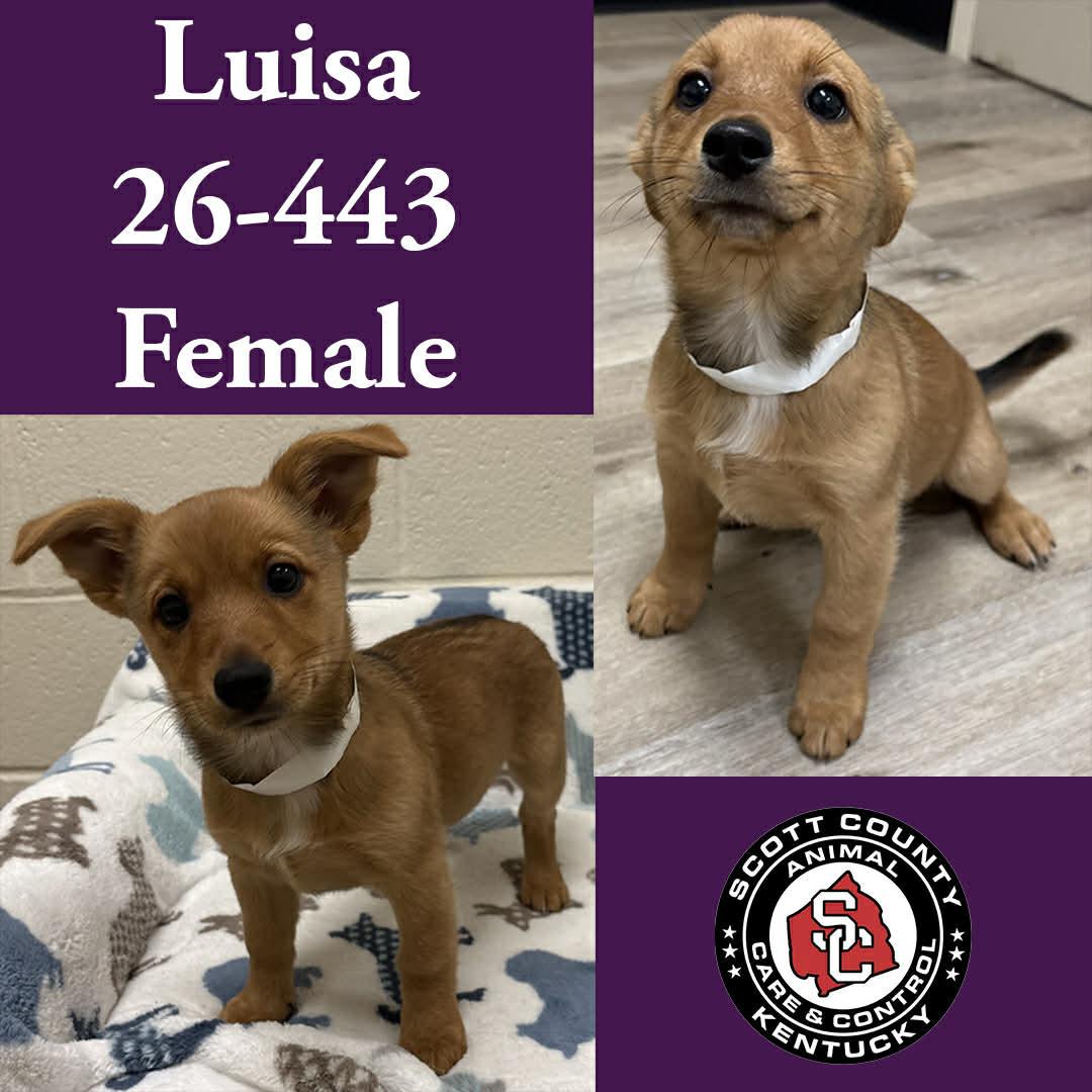Luisa, Adopted, Young Female Chihuahua.