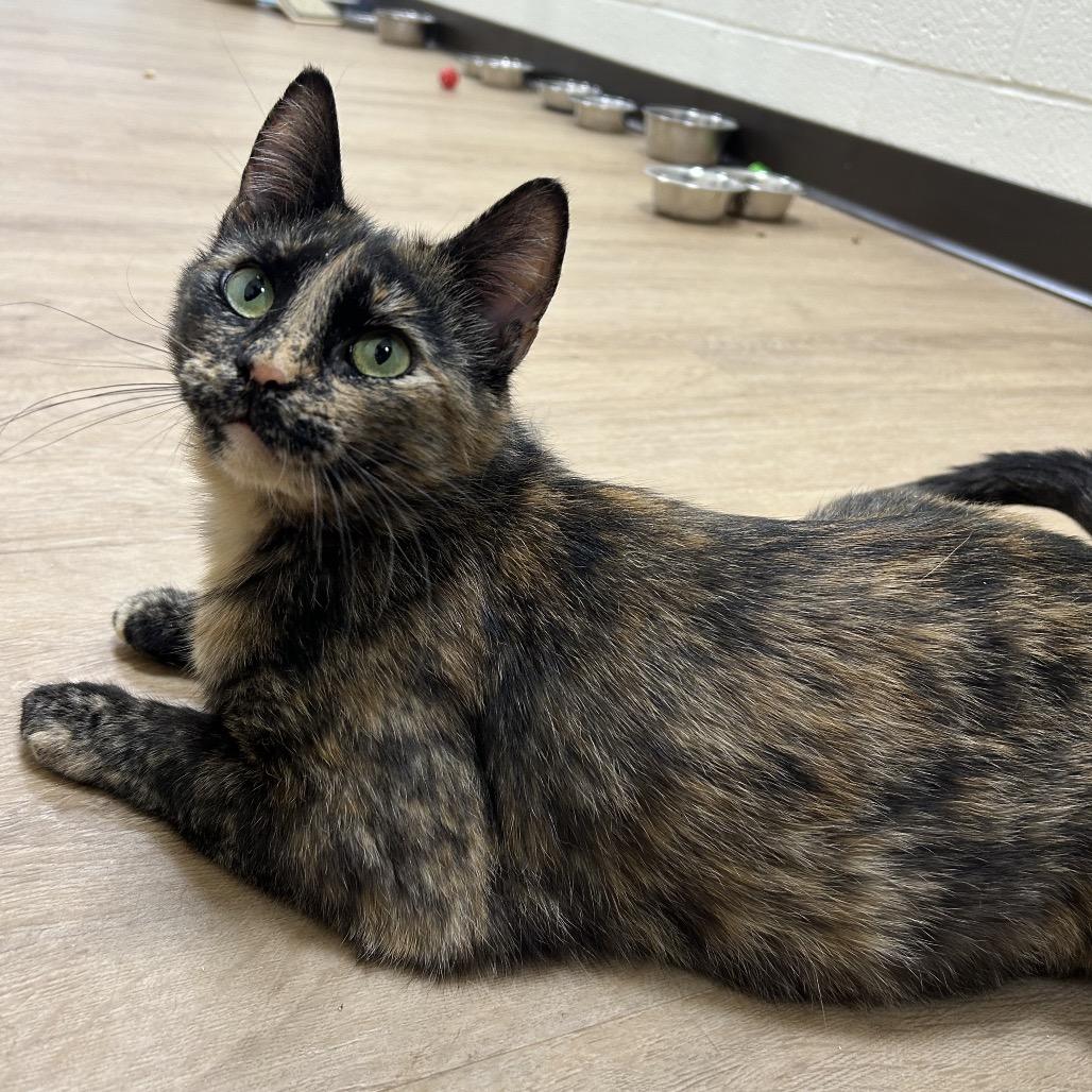 Enlarge Luxa, a Adoptable Domestic Short Hair in Lyndhurst, VA image 1/4