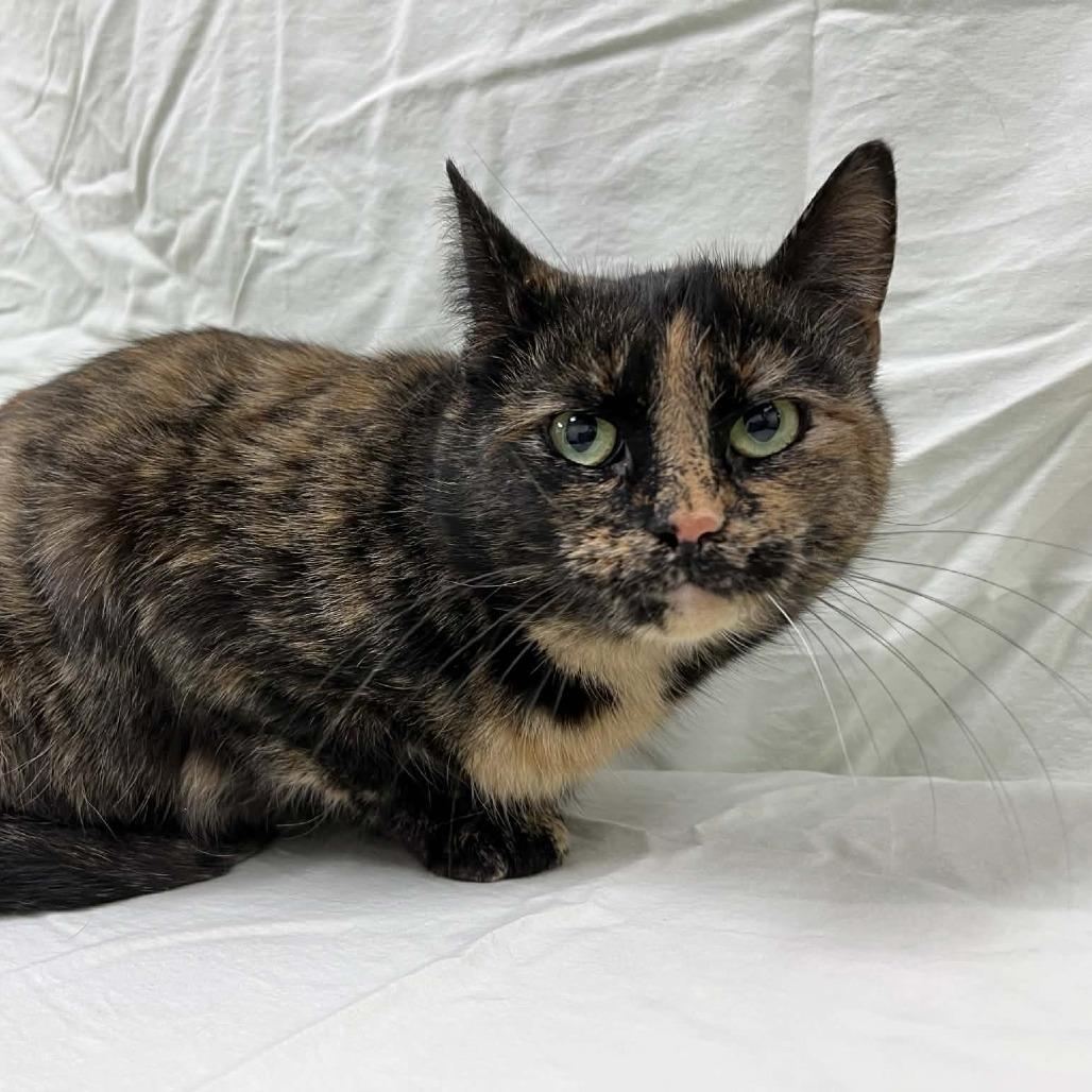 Enlarge Luxa, a Adoptable Domestic Short Hair in Lyndhurst, VA image 2/4