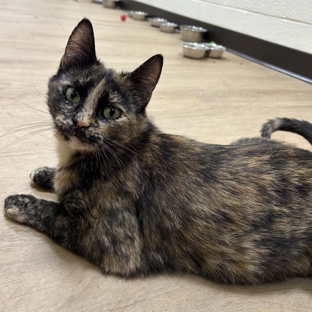 Enlarge Luxa, a Adoptable Domestic Short Hair in Lyndhurst, VA image 3/4