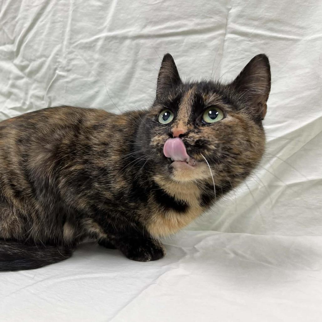 Enlarge Luxa, a Adoptable Domestic Short Hair in Lyndhurst, VA image 4/4