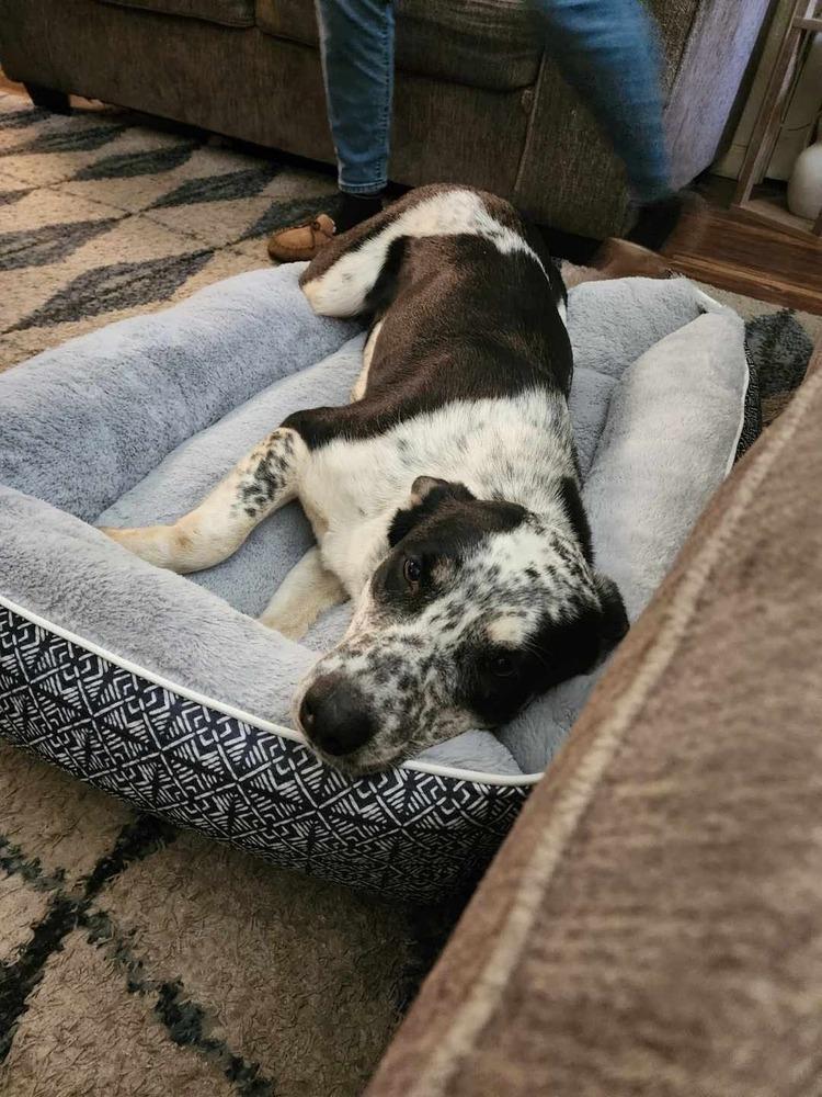 Katara, Adoptable, Puppy Female Mixed Breed.