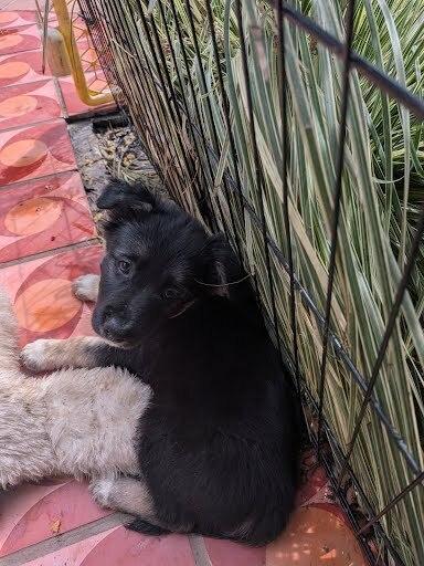 Enlarge Katara, a Adoptable mixed breed in Pacifica, CA image 3/4