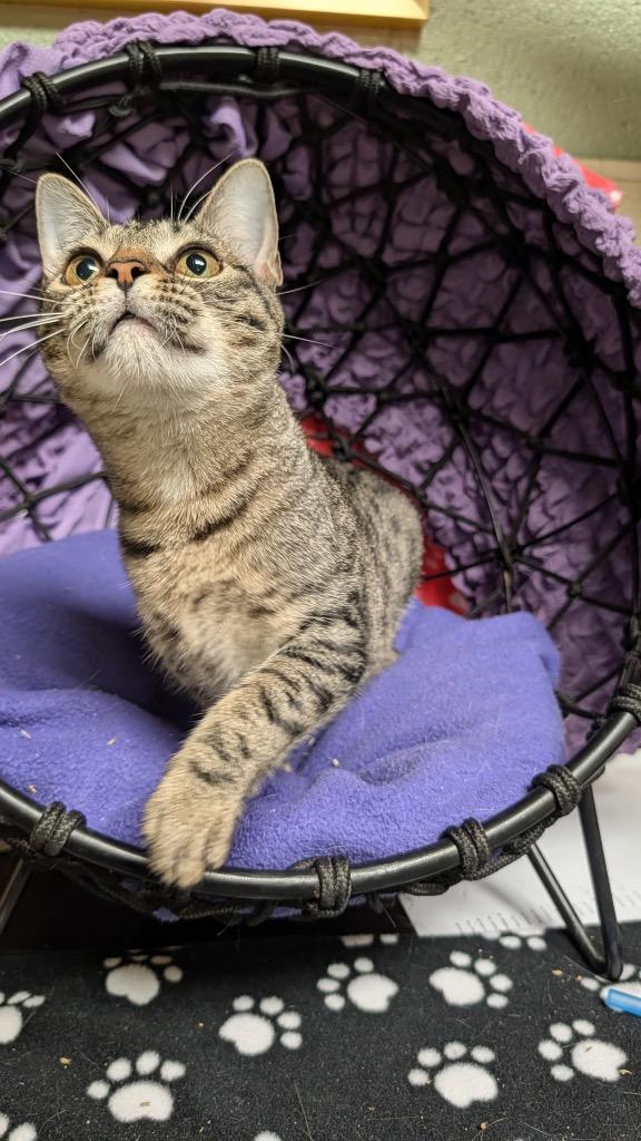 Snapper, Adoptable, Young Female Domestic Short Hair.