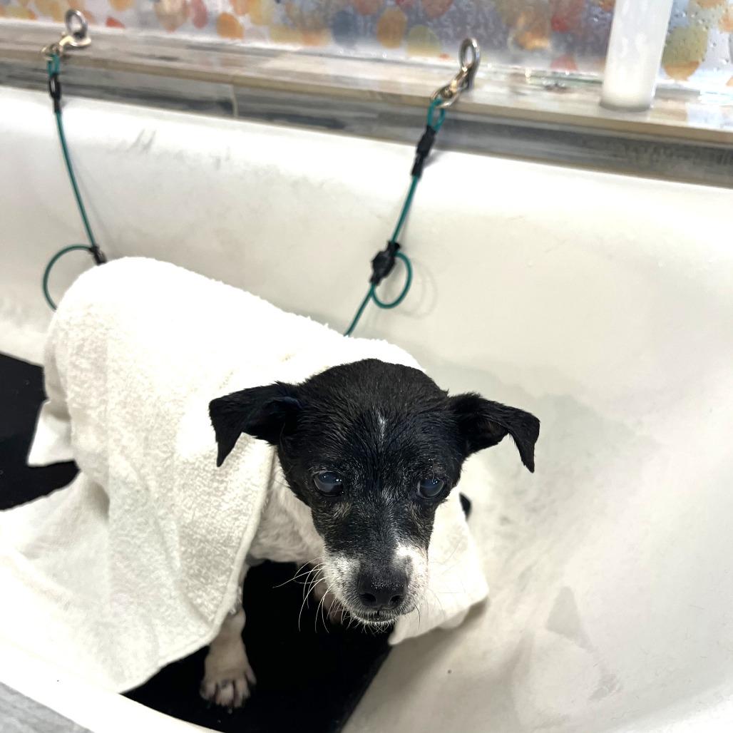 Porcini, Adoptable, Senior Female Jack Russell Terrier.