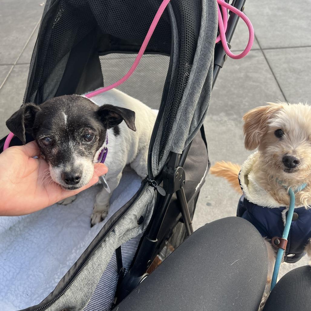 Enlarge Porcini, a Adoptable Jack Russell Terrier in Silver Spring, MD image 3/6