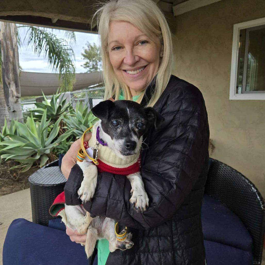 Enlarge Porcini, a Adoptable Jack Russell Terrier in Silver Spring, MD image 4/6