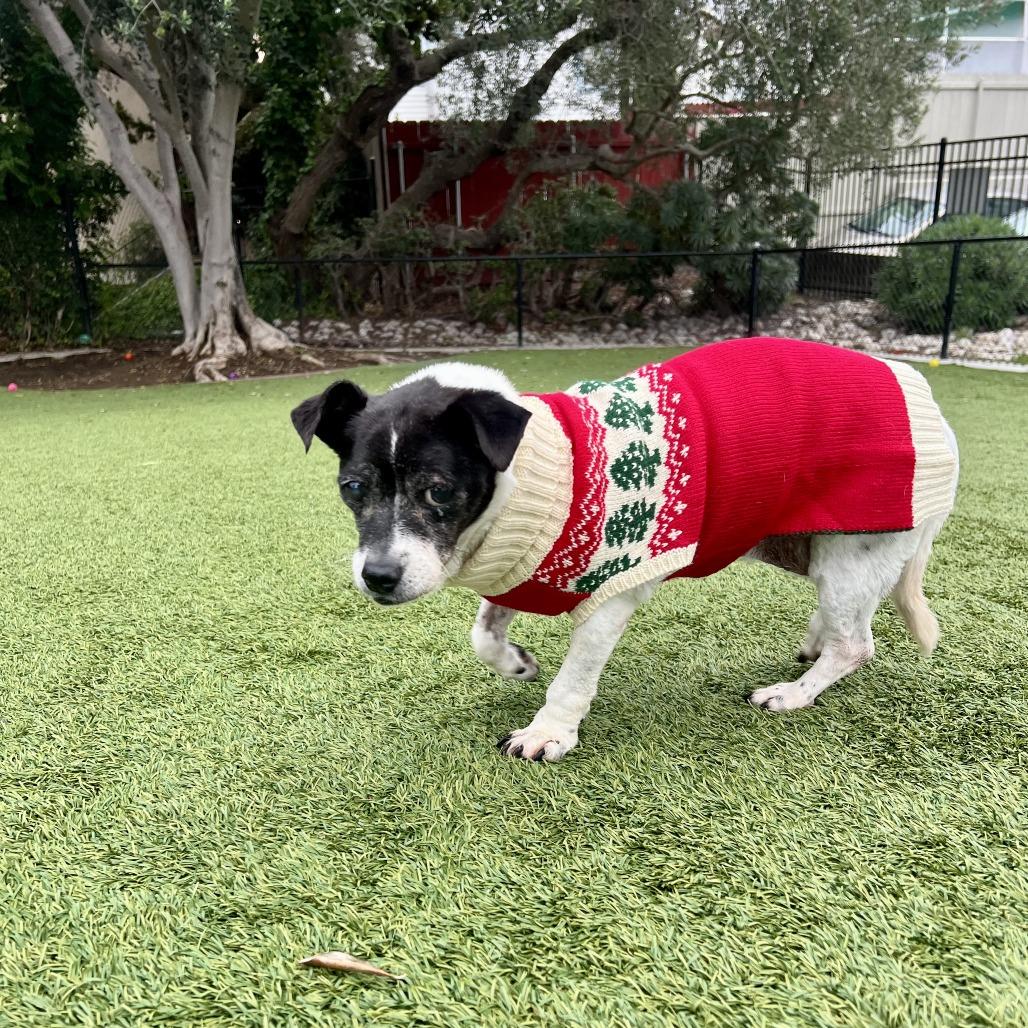 Enlarge Porcini, a Adoptable Jack Russell Terrier in Silver Spring, MD image 5/6