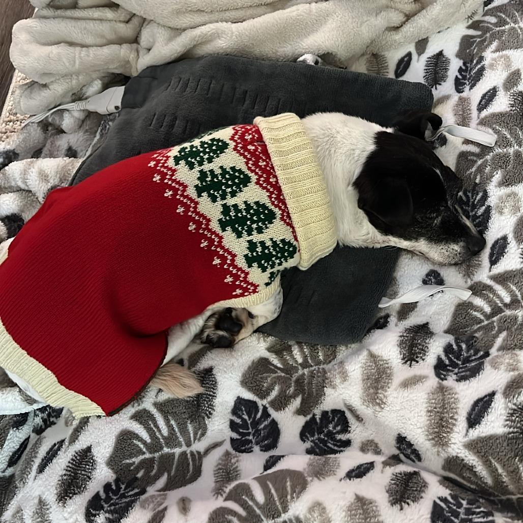 Enlarge Porcini, a Adoptable Jack Russell Terrier in Silver Spring, MD image 6/6
