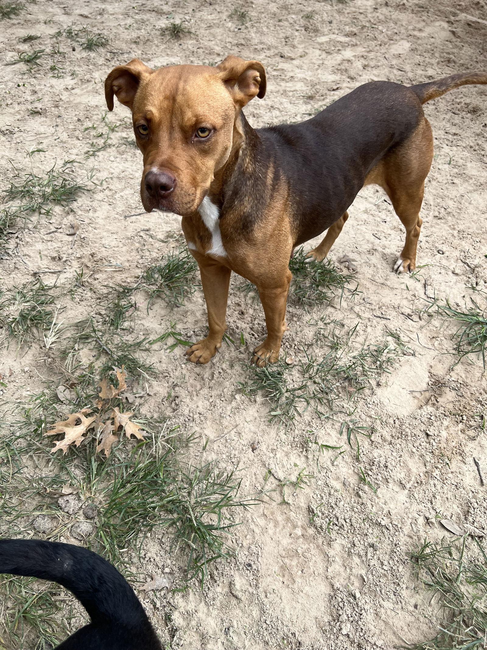 Matilda, Adoptable, Adult Female Boxer & American Staffordshire Terrier.
