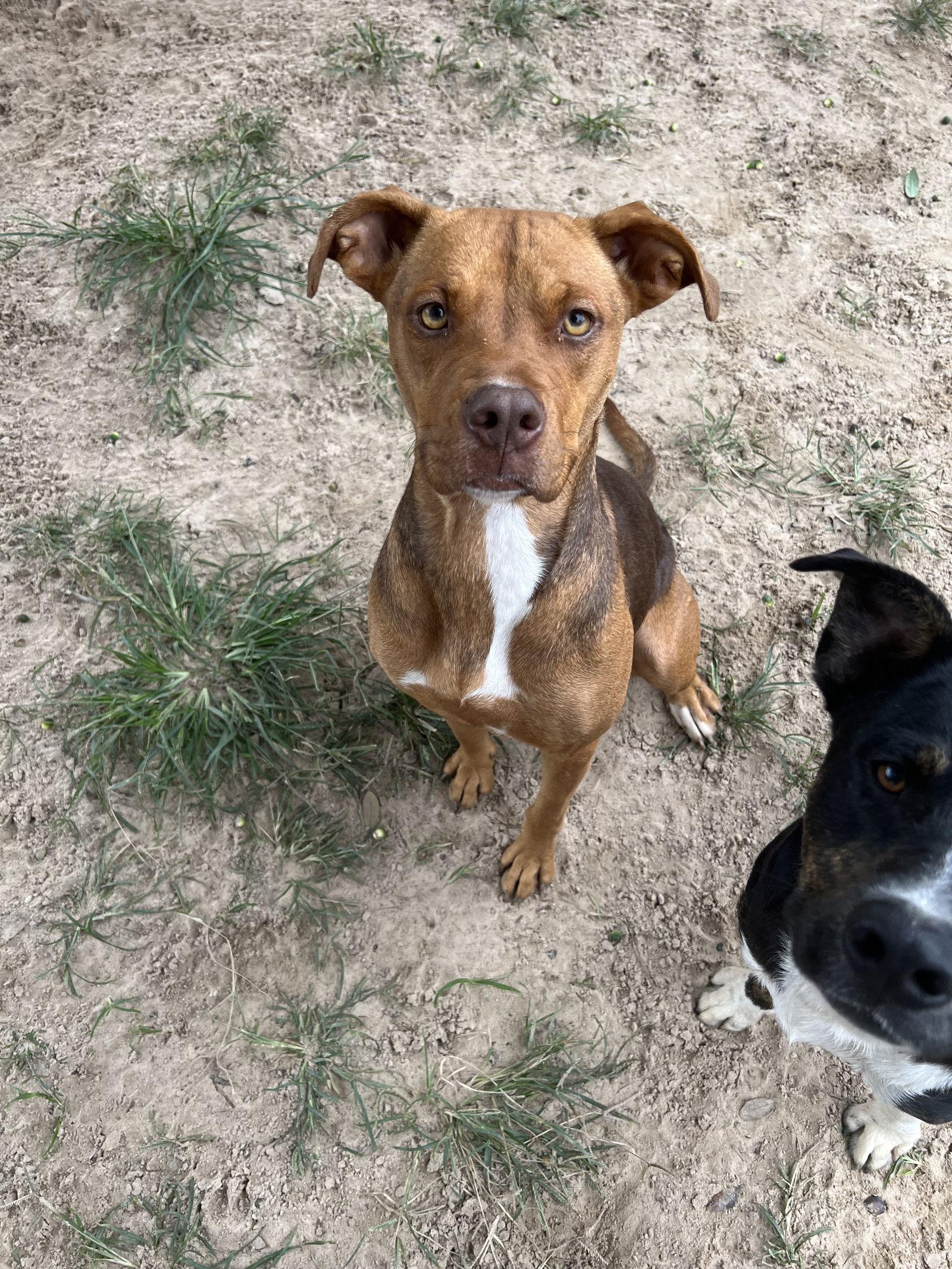 Enlarge Matilda, a Adoptable mixed breed in Gun Barrel City, TX image 2/3
