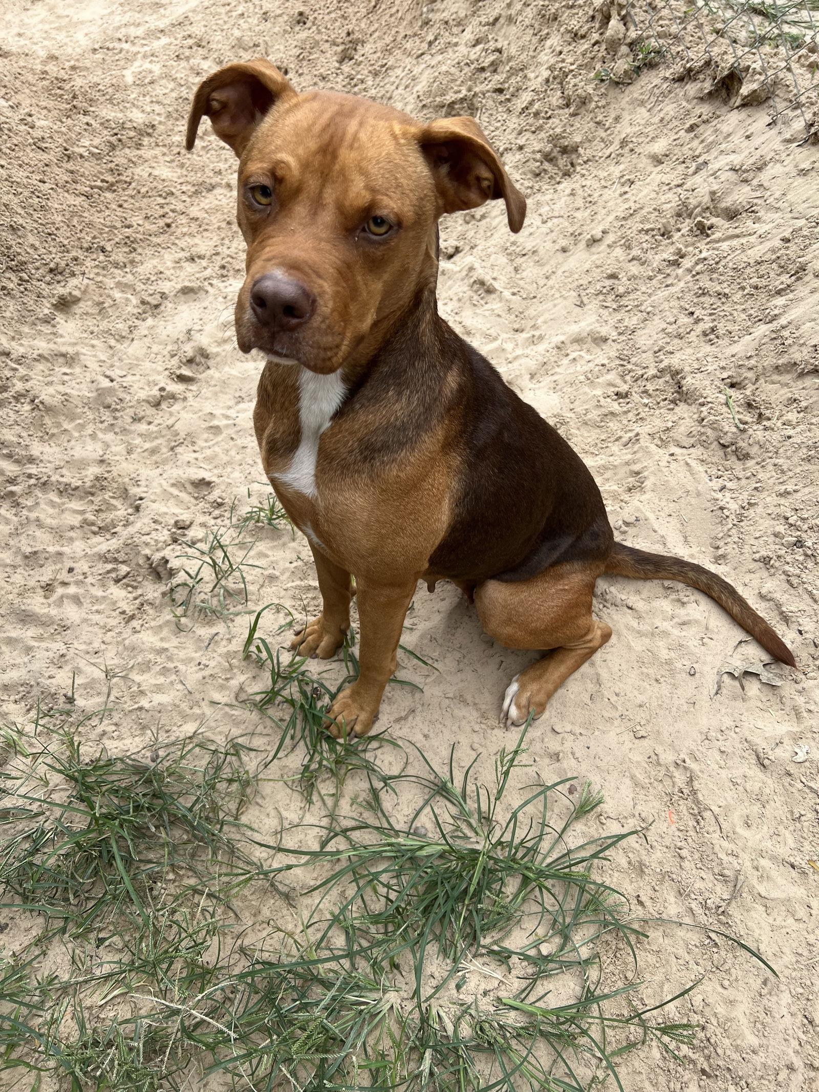 Enlarge Matilda, a Adoptable mixed breed in Gun Barrel City, TX image 3/3