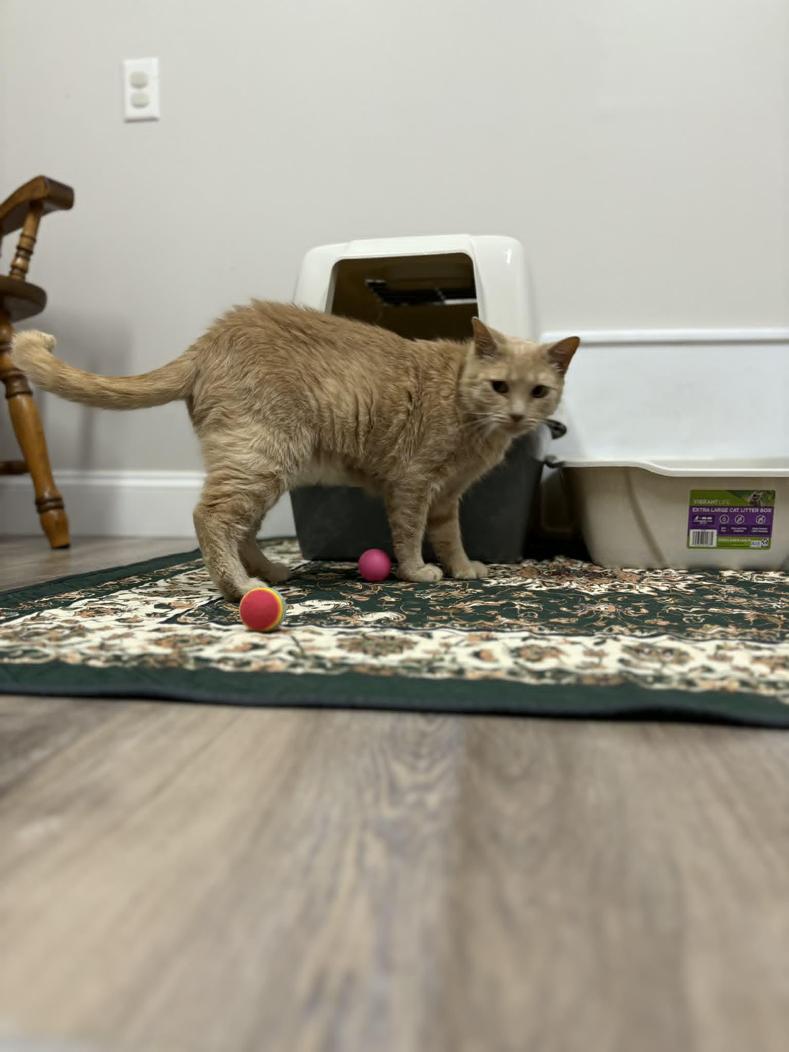 Freesia, an adopted Tiger in Fulton, NY image 2/6