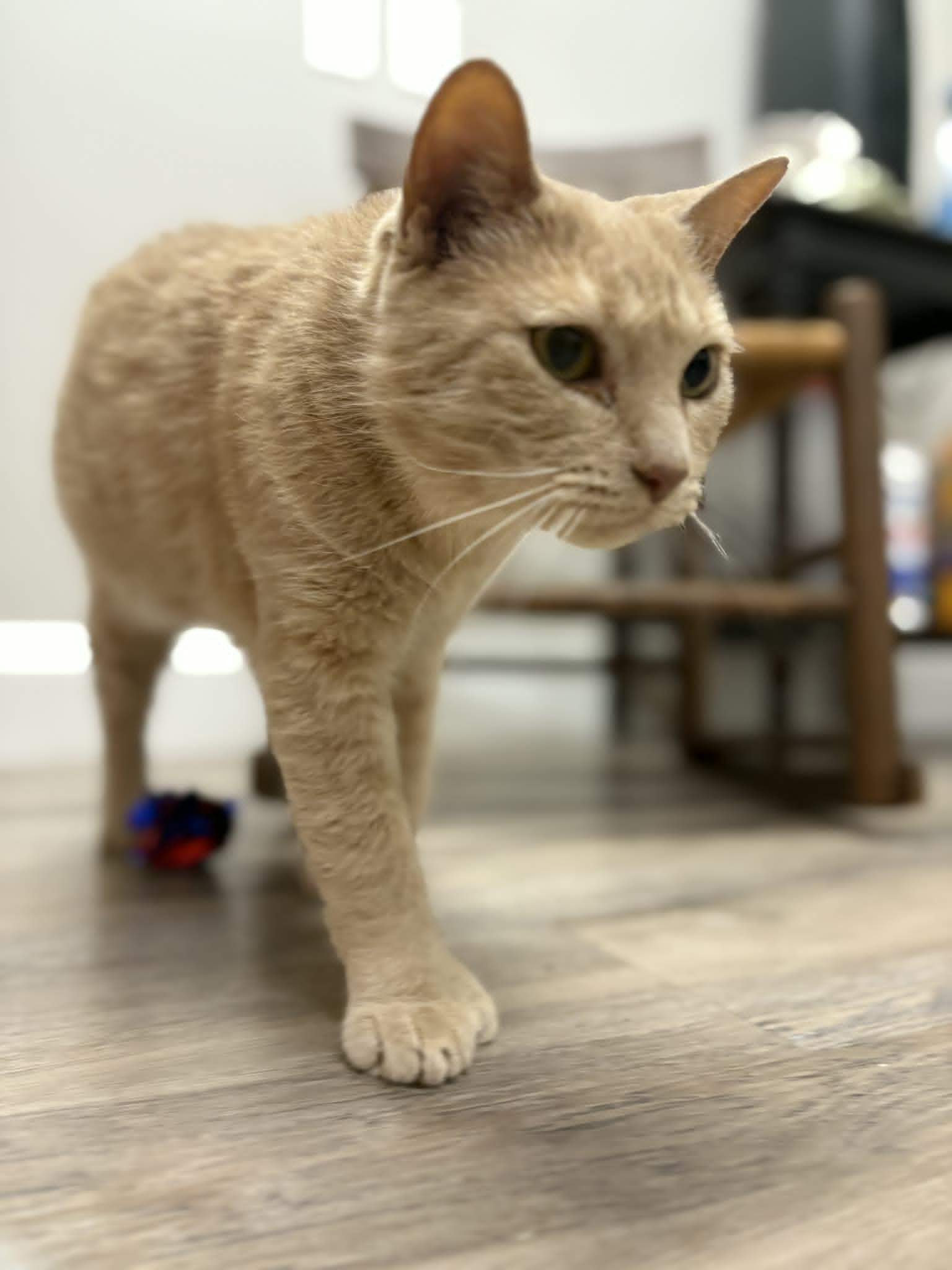Freesia, an adopted Tiger in Fulton, NY image 5/6
