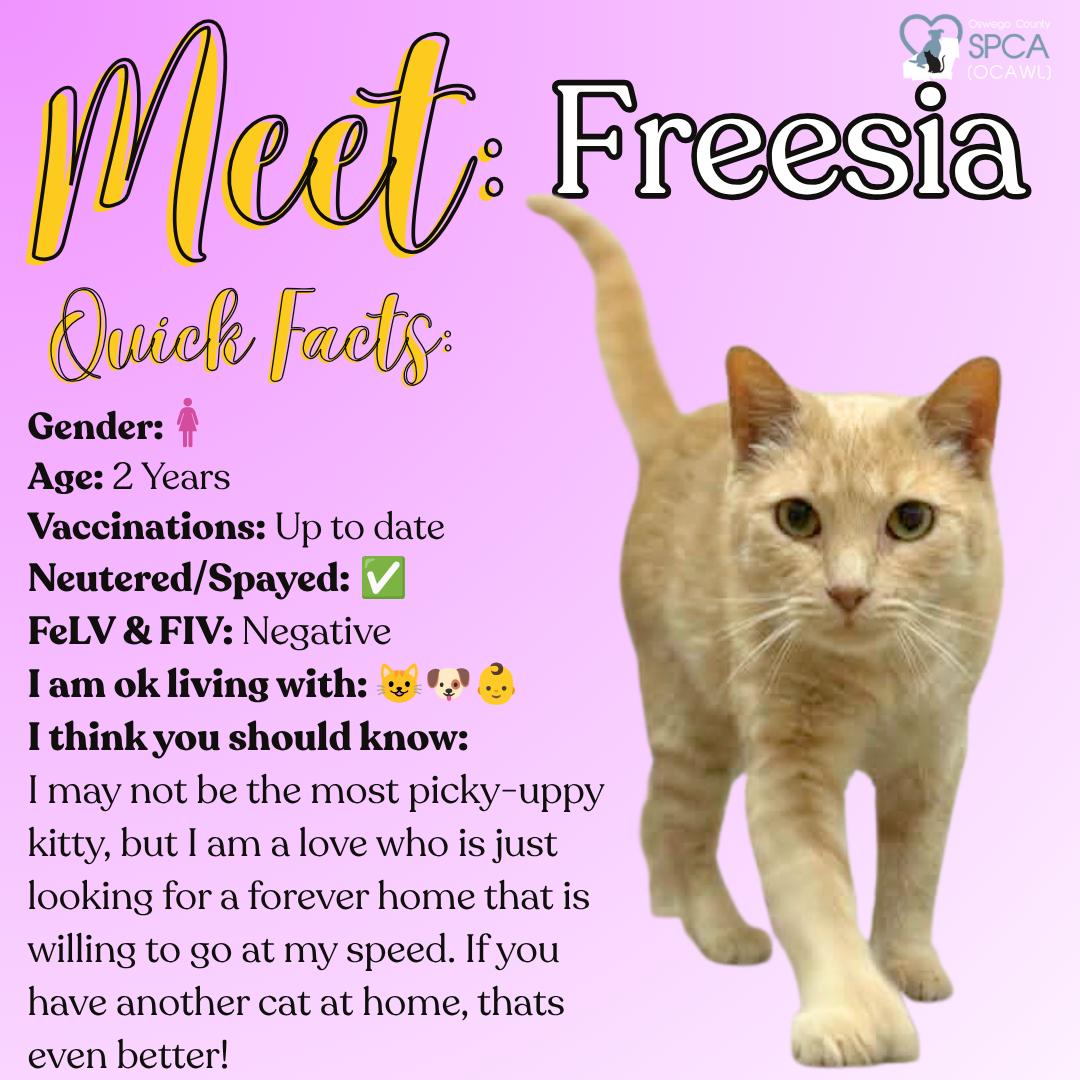 Freesia, an adopted Tiger in Fulton, NY image 1/6
