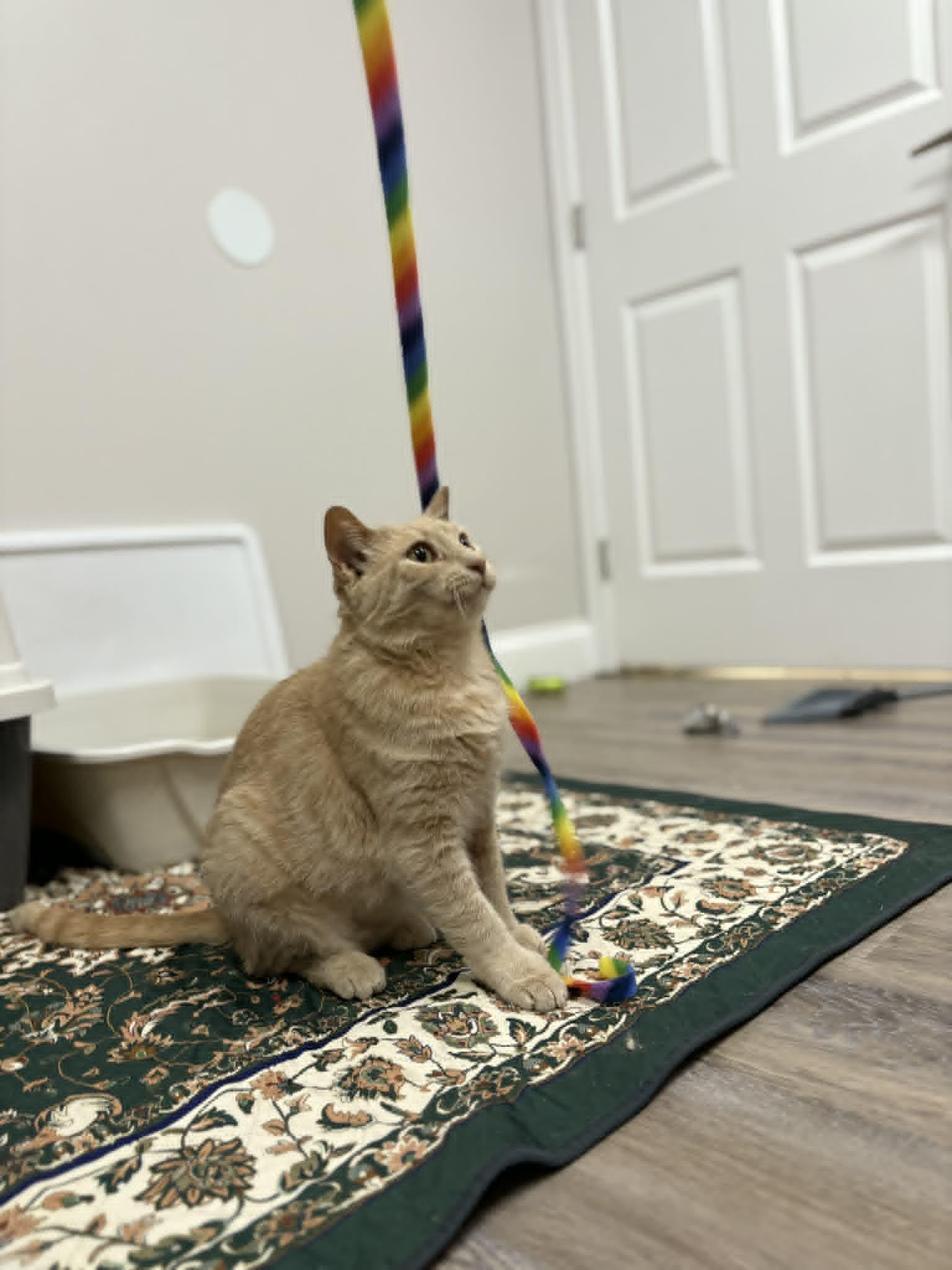 Freesia, an adopted Tiger in Fulton, NY image 3/6