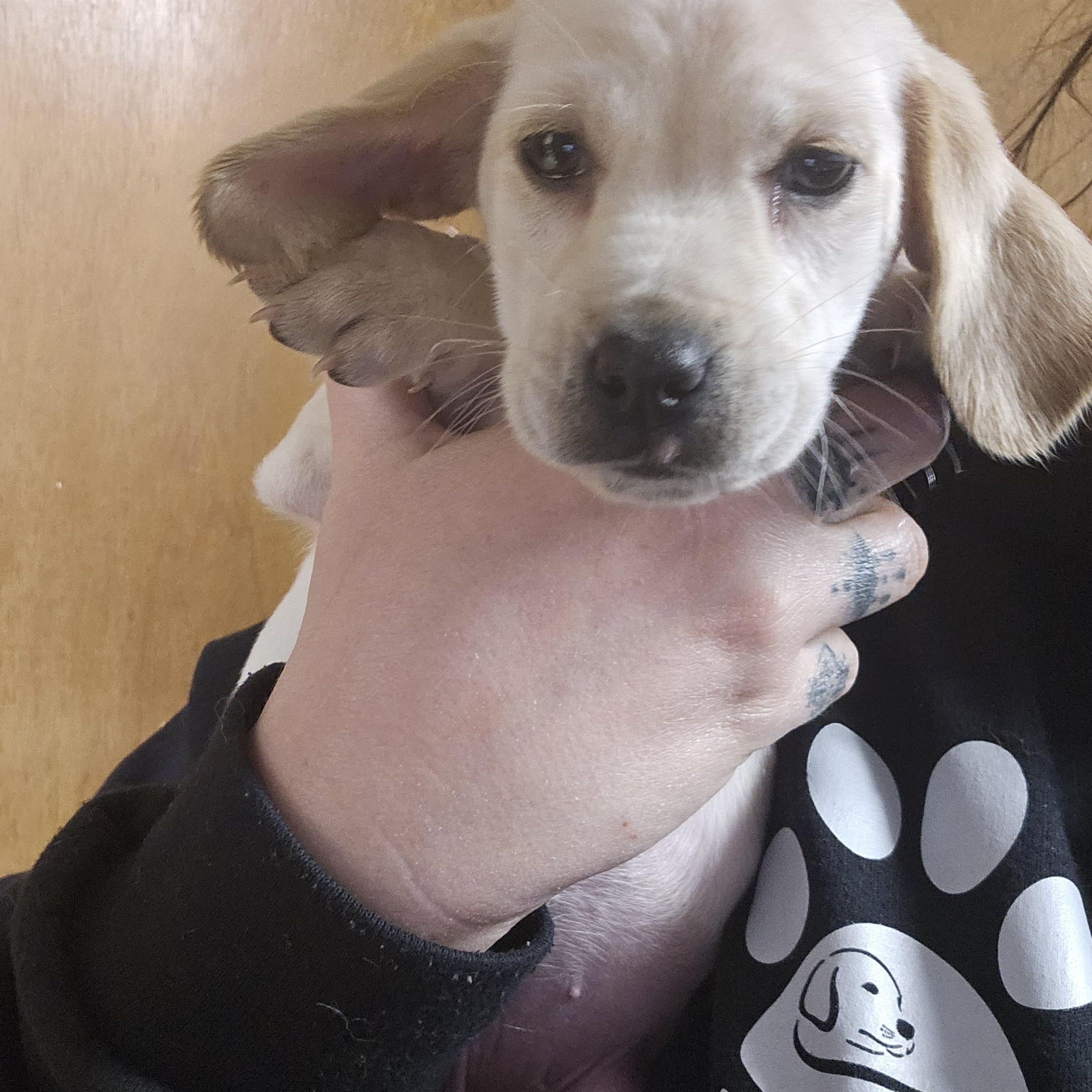 Enlarge Blossom, an adopted mixed breed in Chesnee, SC image 2/2