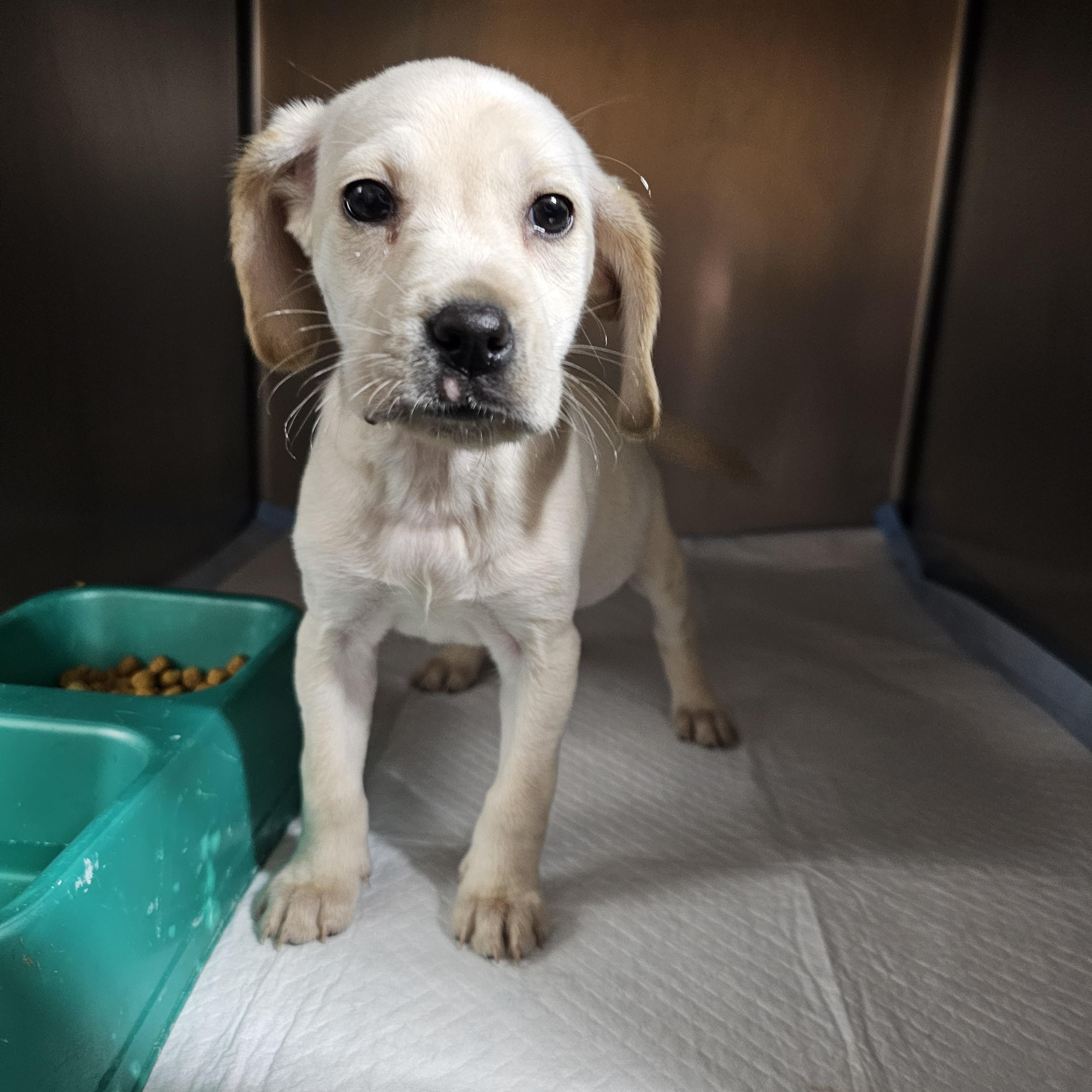 Enlarge Blossom, an adopted mixed breed in Chesnee, SC image 1/2