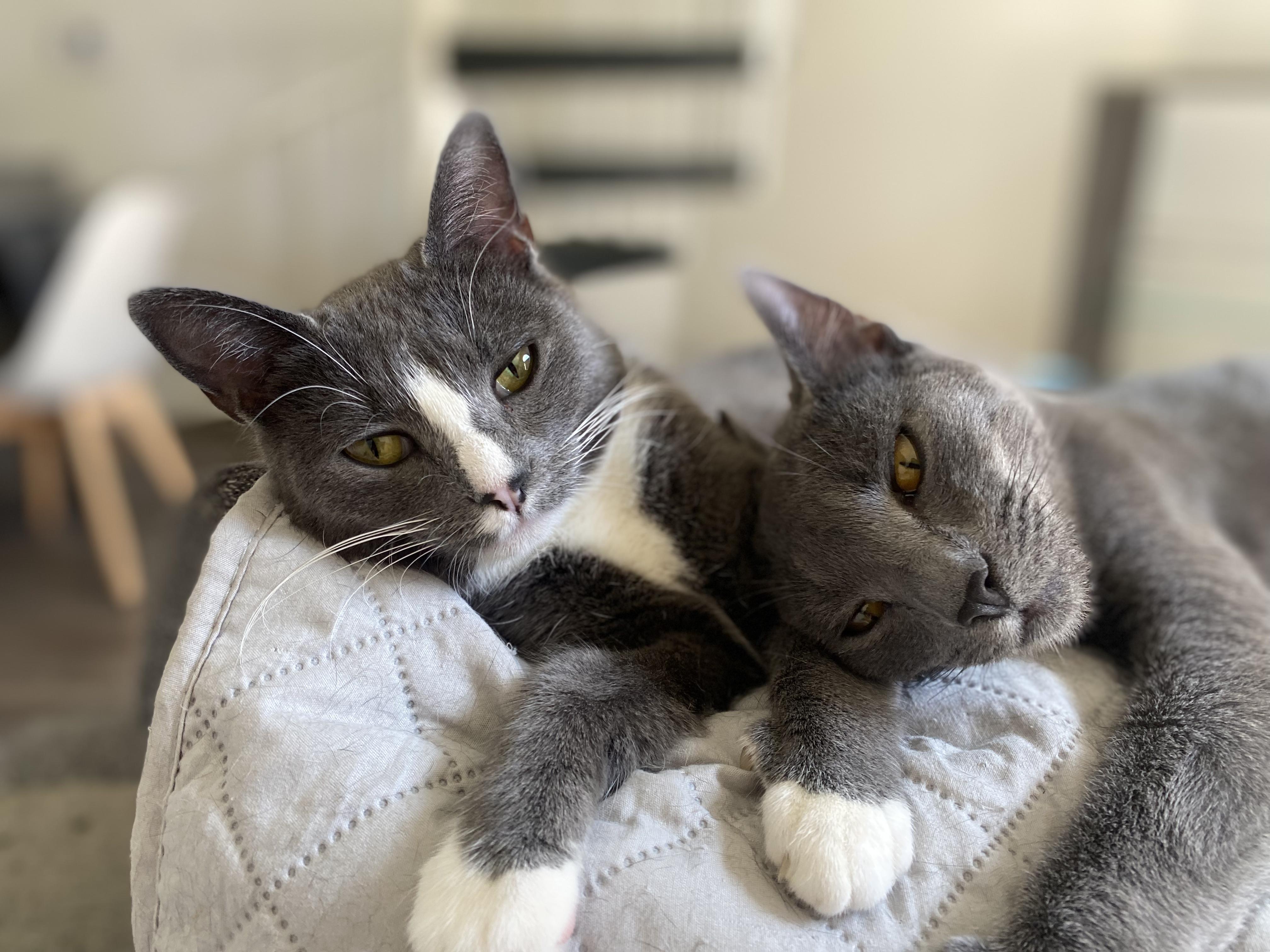 Meadow & Noah (bonded pair)