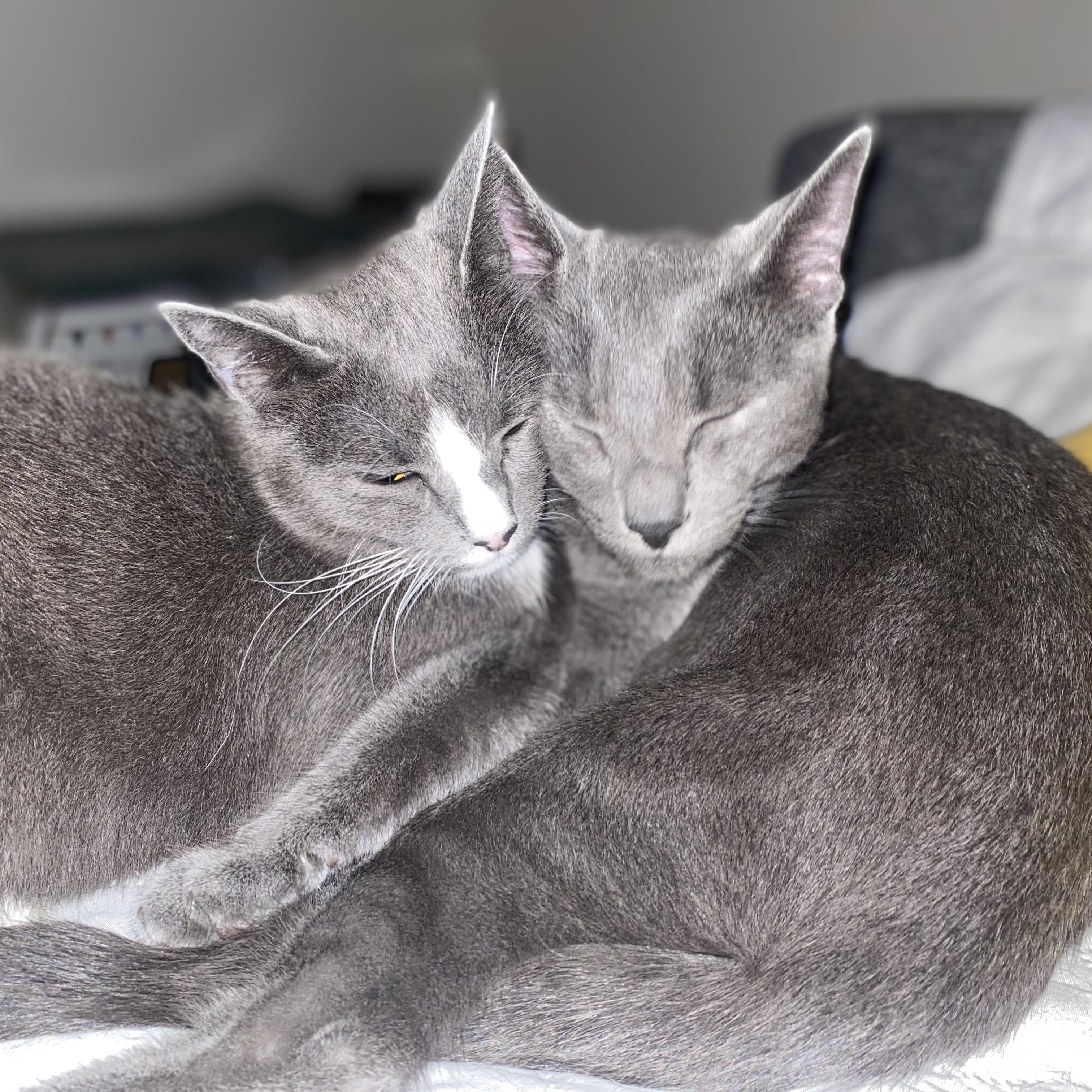 Meadow & Noah (bonded pair)