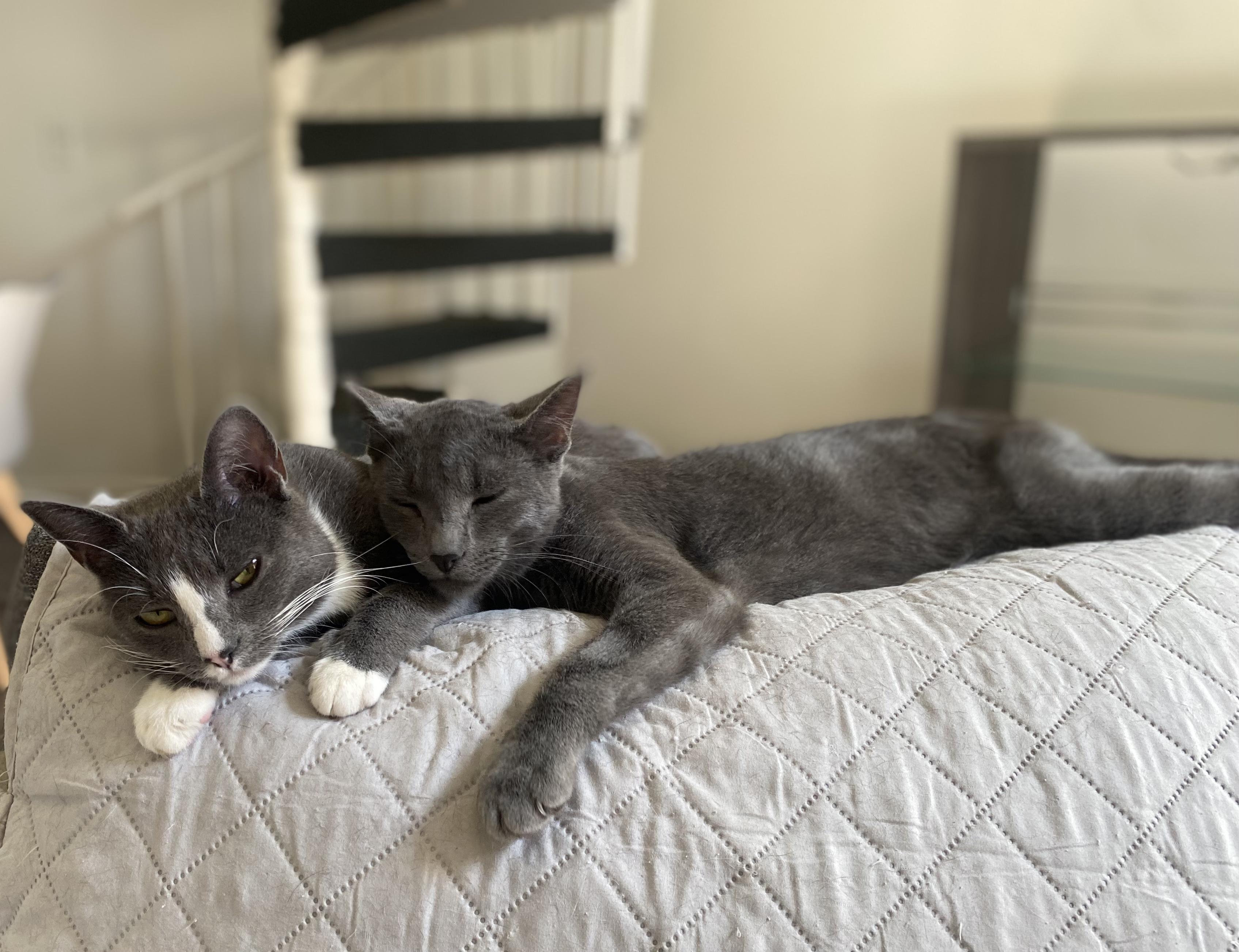 Meadow & Noah (bonded pair)