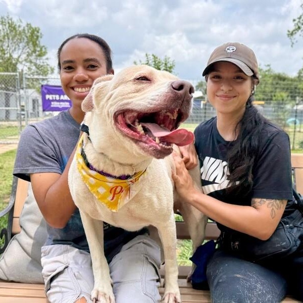 Daisy the happy Family lab — thumbnail 2