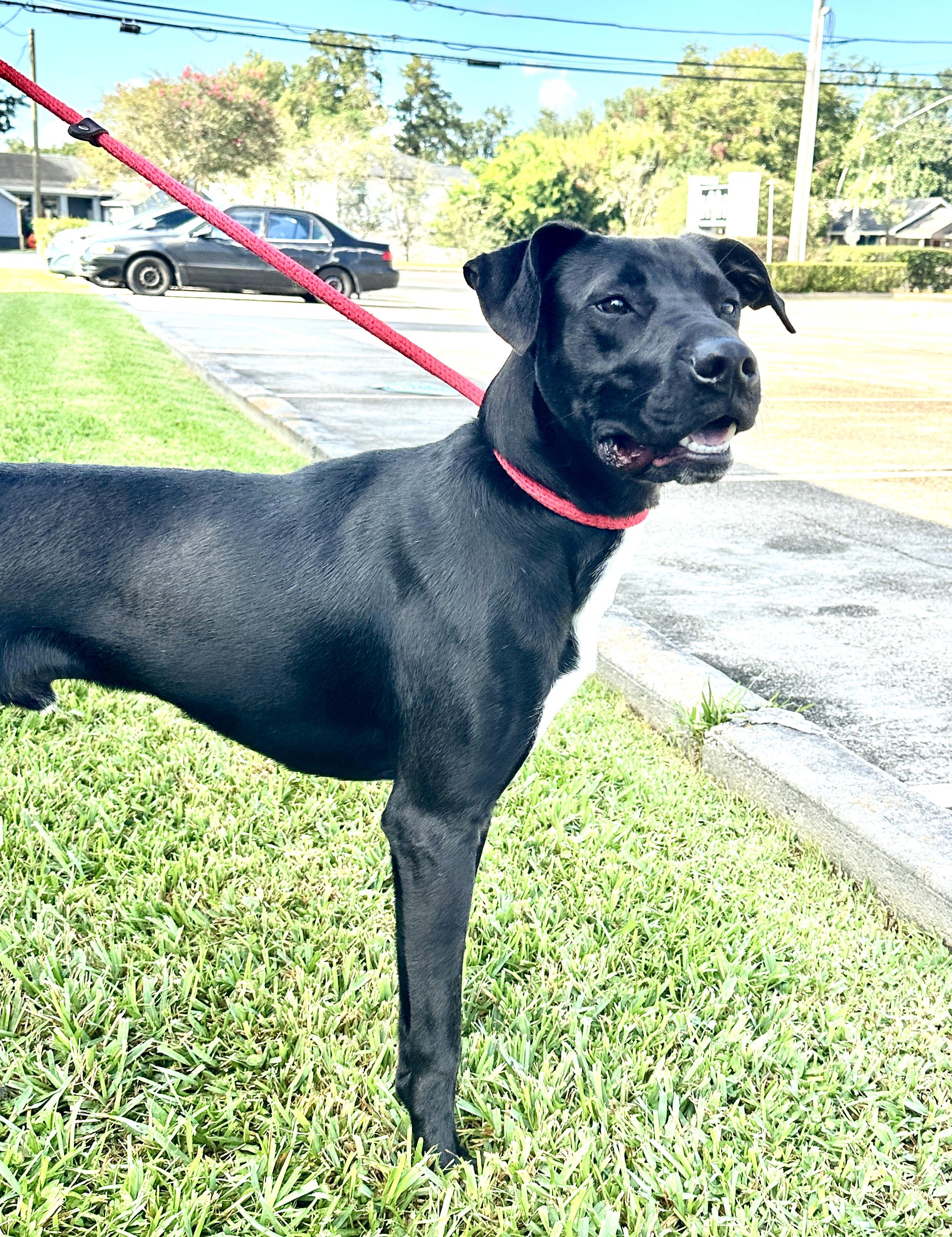 Enlarge Itsy Boy needs a foster home, a Adoptable mixed breed in Metairie, LA image 5/6