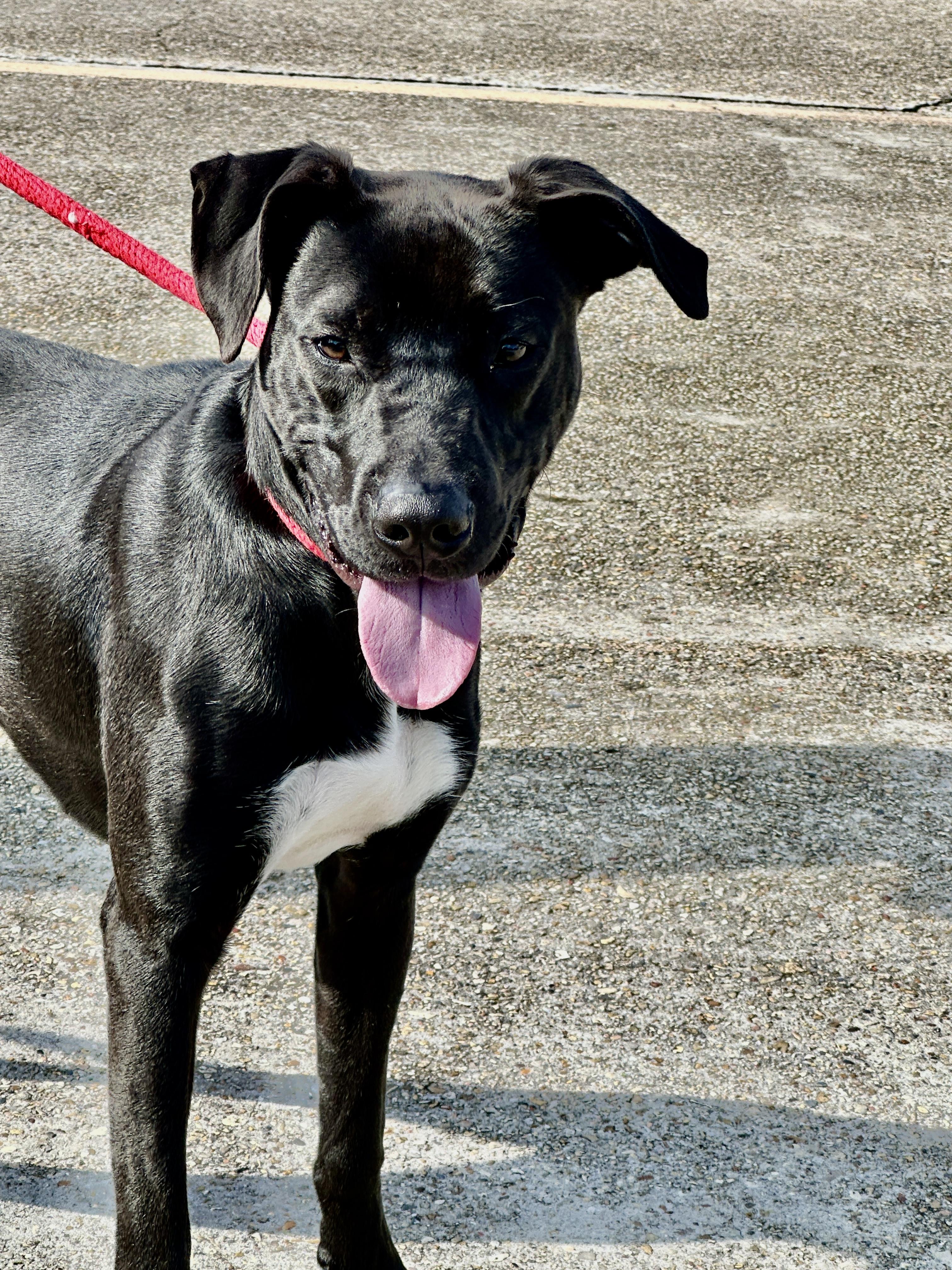 Enlarge Itsy Boy needs a foster home, a Adoptable mixed breed in Metairie, LA image 1/6