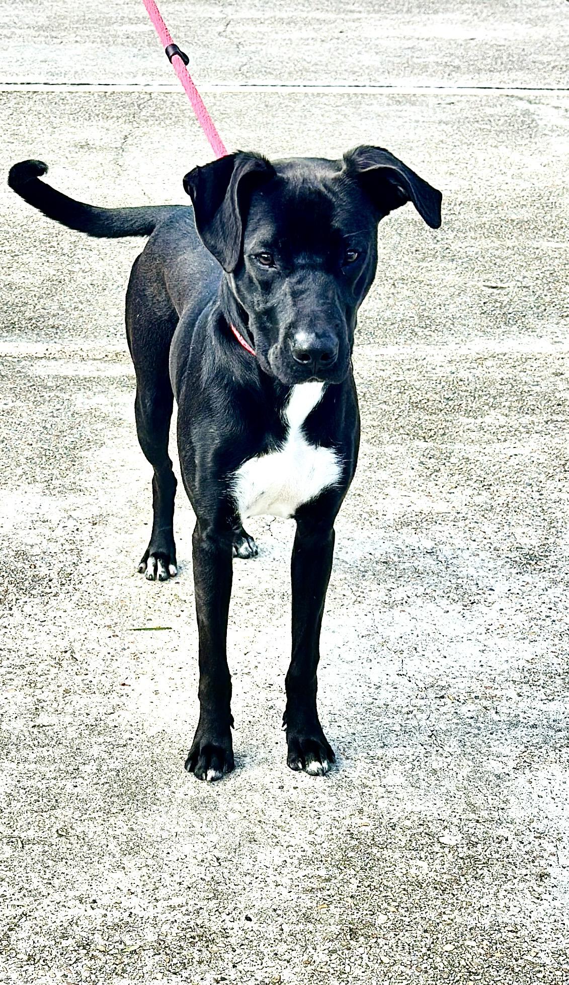 Enlarge Itsy Boy needs a foster home, a Adoptable mixed breed in Metairie, LA image 2/6