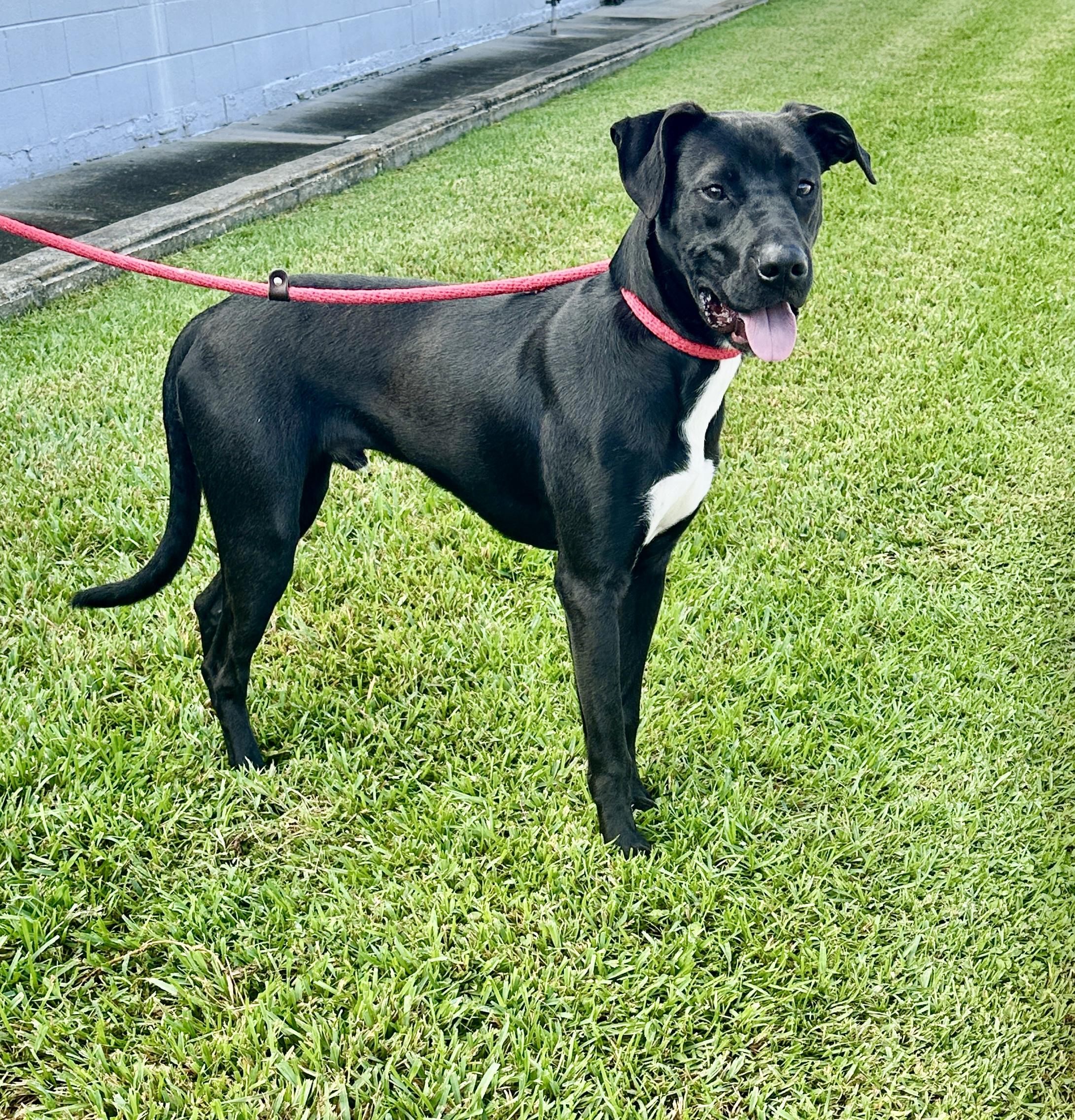 Enlarge Itsy Boy needs a foster home, a Adoptable mixed breed in Metairie, LA image 6/6