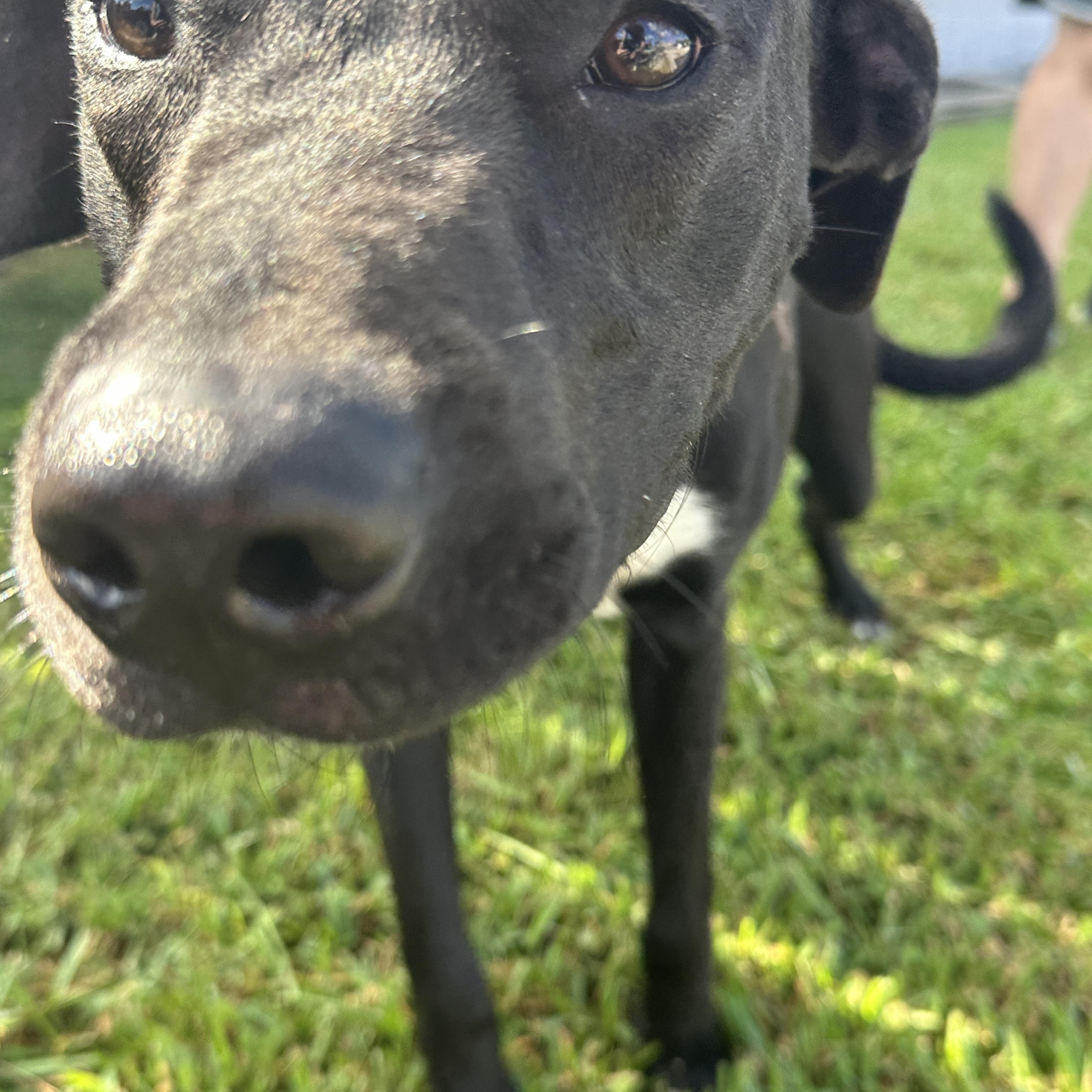 Enlarge Itsy Boy needs a foster home, a Adoptable mixed breed in Metairie, LA image 4/6