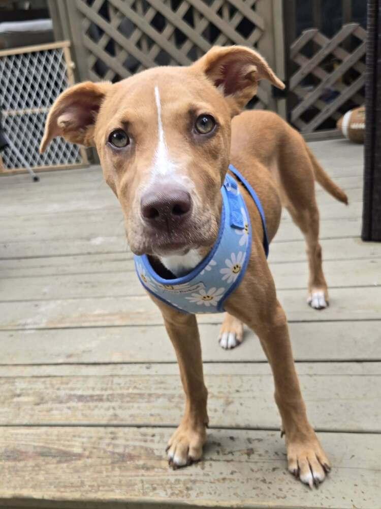 Sweetie, a Adoptable mixed breed in Wendell, NC image 2/6