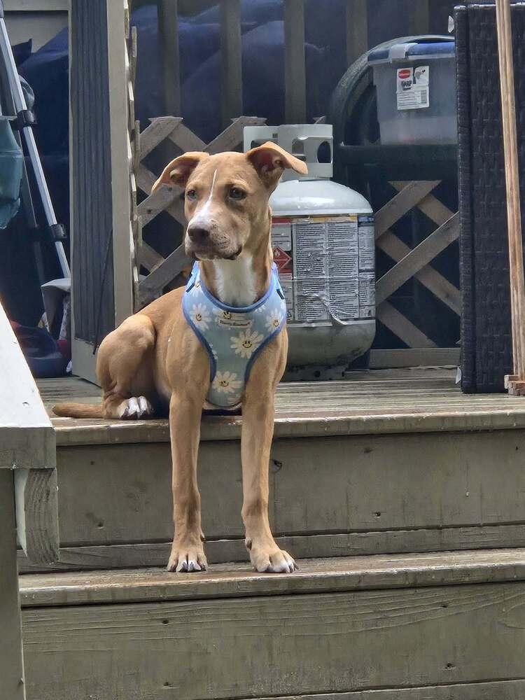 Sweetie, a Adoptable mixed breed in Wendell, NC image 3/6