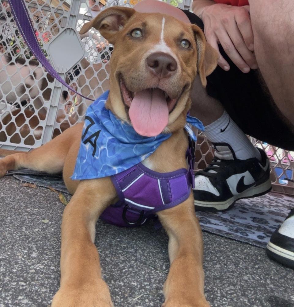 Sweetie, a Adoptable mixed breed in Wendell, NC image 4/6