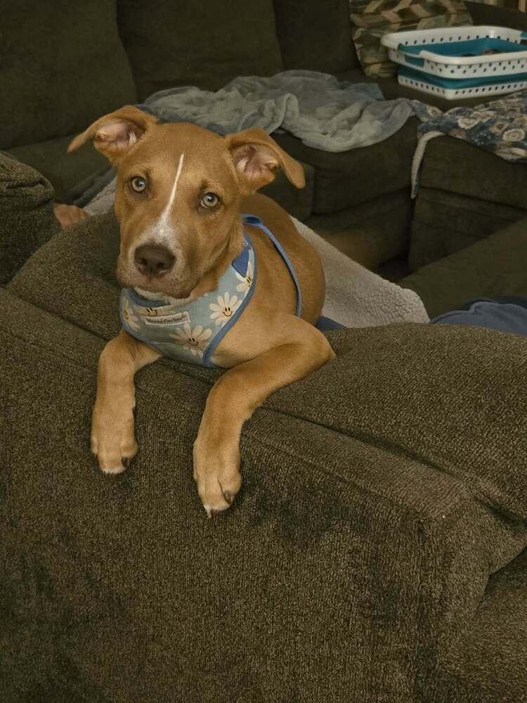 Sweetie, a Adoptable mixed breed in Wendell, NC image 6/6