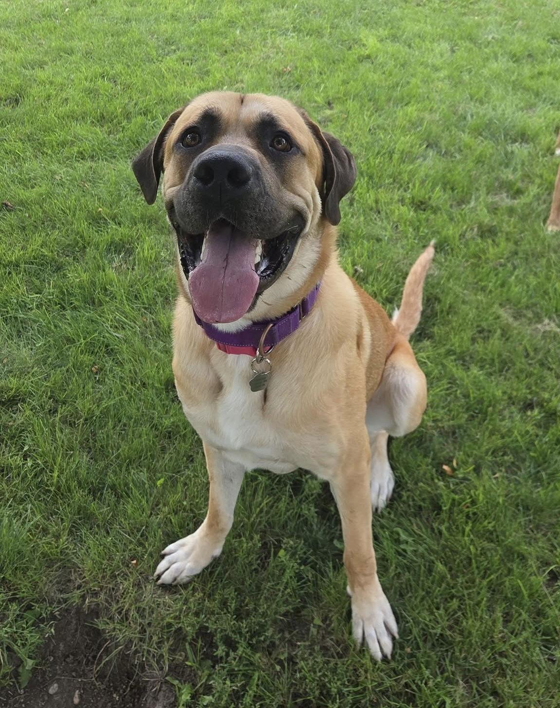 Enlarge Diesel *FOSTER HOME NEEDED*, a Adoptable Mastiff in Crystal, MN image 1/3
