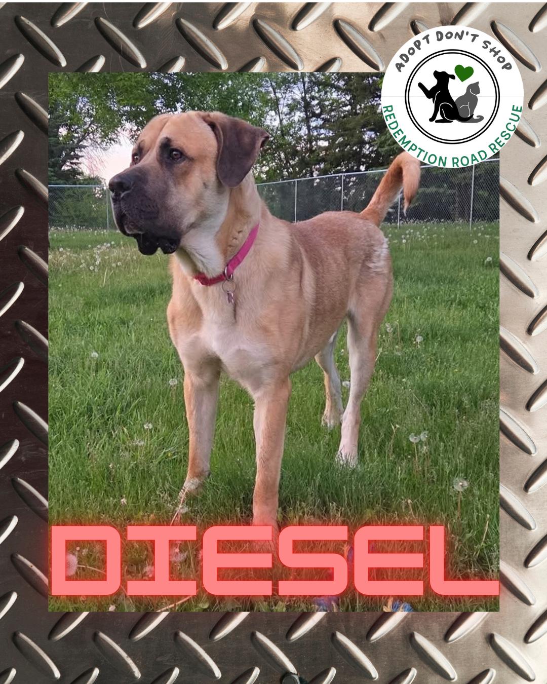 Enlarge Diesel *FOSTER HOME NEEDED*, a Adoptable Mastiff in Crystal, MN image 2/3