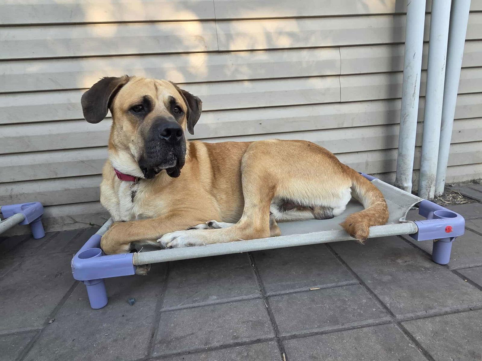 Enlarge Diesel *FOSTER HOME NEEDED*, a Adoptable Mastiff in Crystal, MN image 3/3