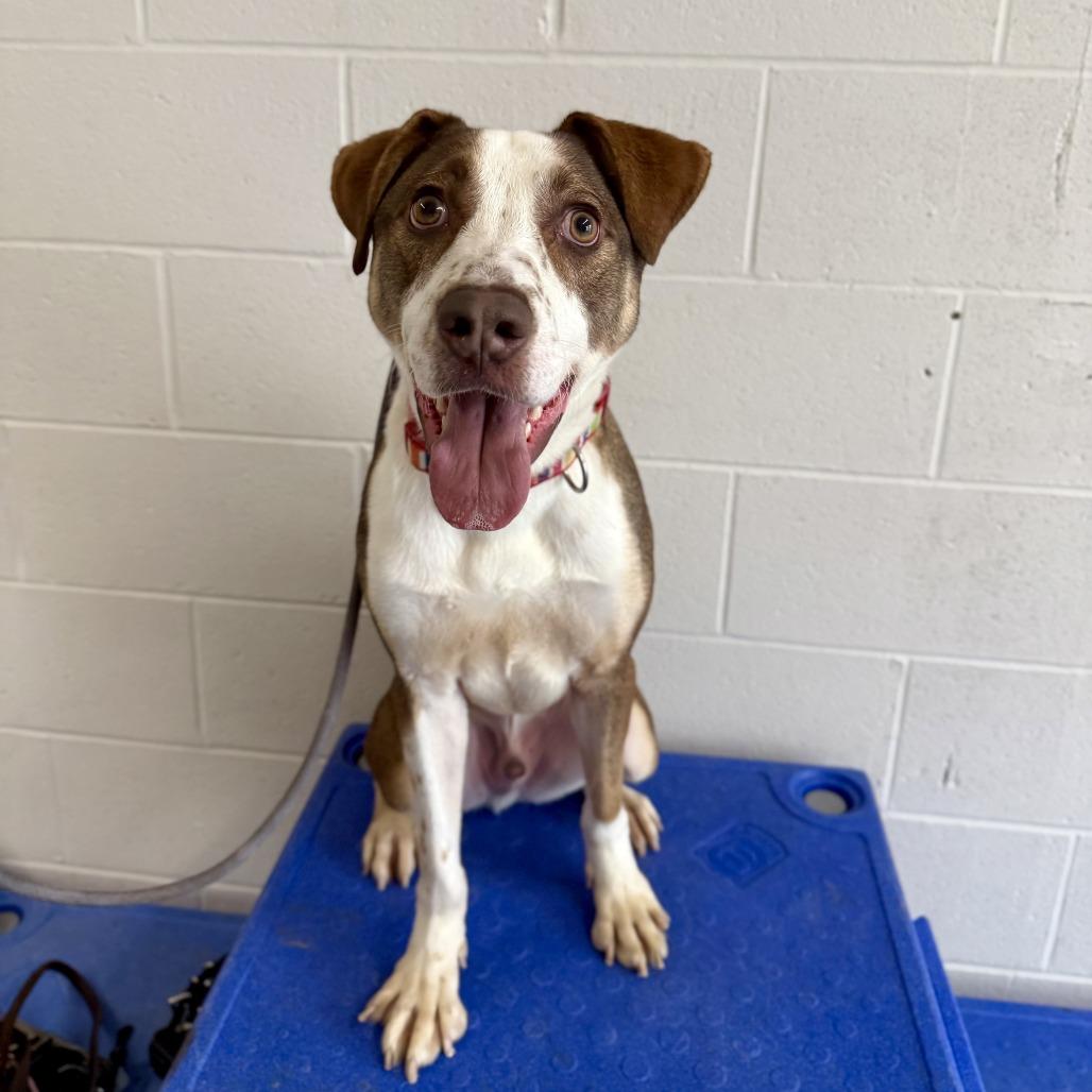 Timber, Adoptable, Adult Male Cattle Dog & Hound.