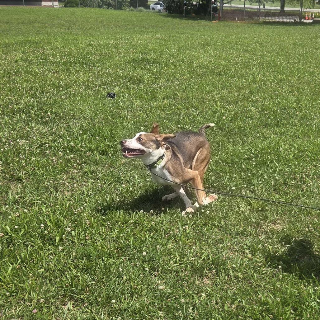Timber, a Adoptable mixed breed in Louisville, KY image 2/4