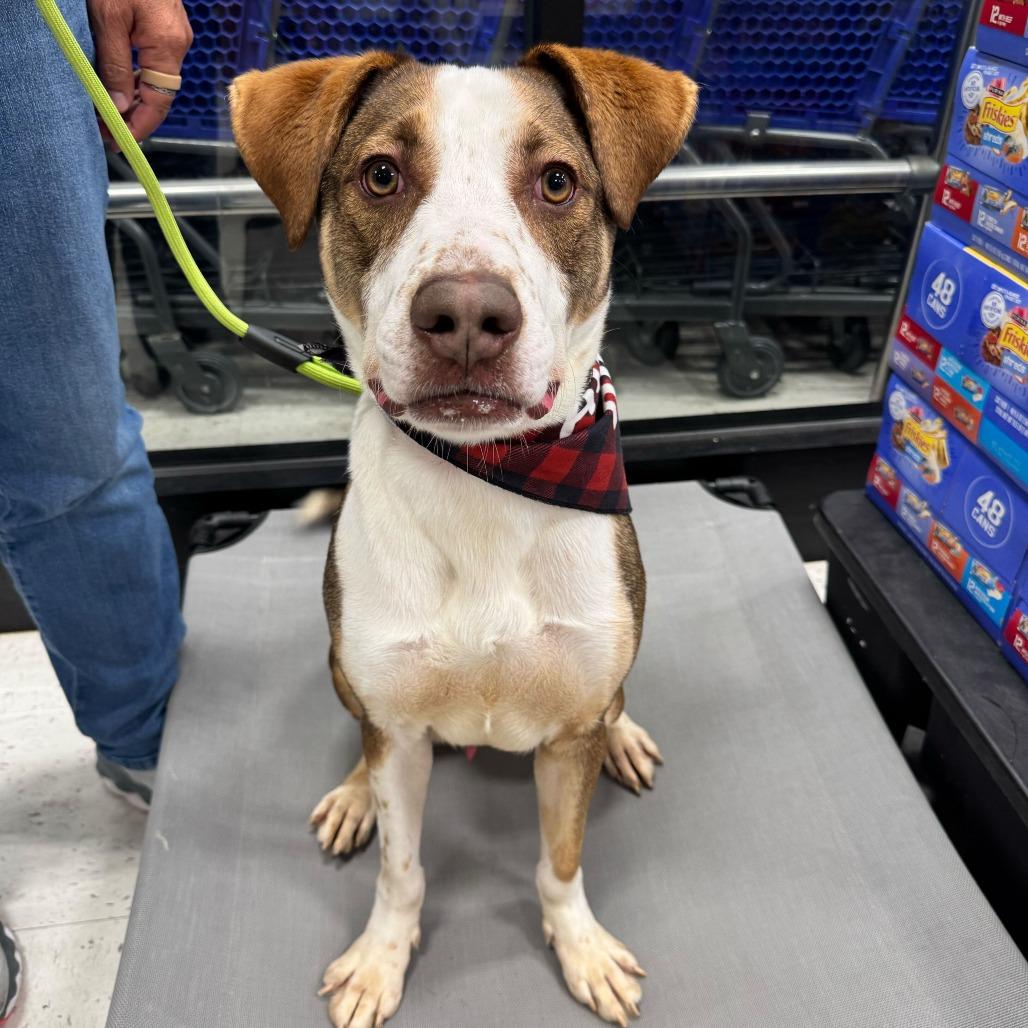 Timber, a Adoptable mixed breed in Louisville, KY image 2/3