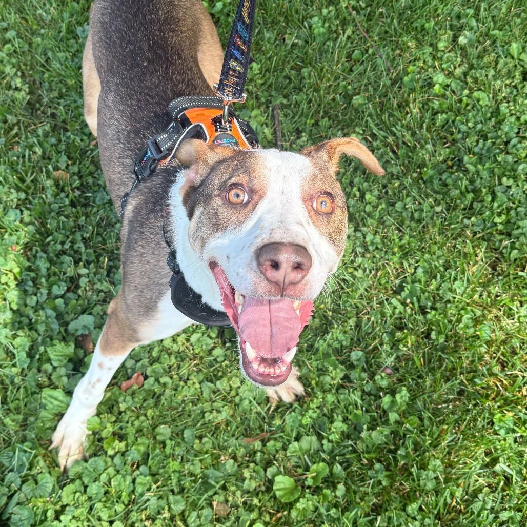 Timber, a Adoptable mixed breed in Louisville, KY image 3/3