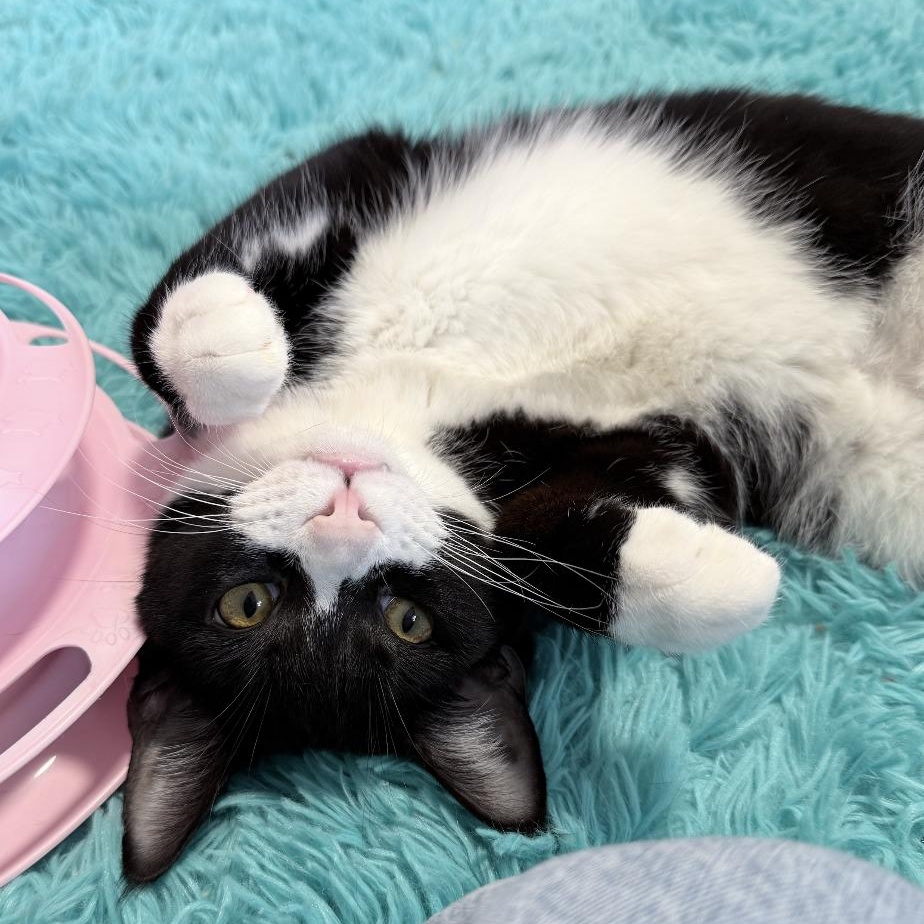 Malin, ADOPTABLE, Young Male Domestic Short Hair.