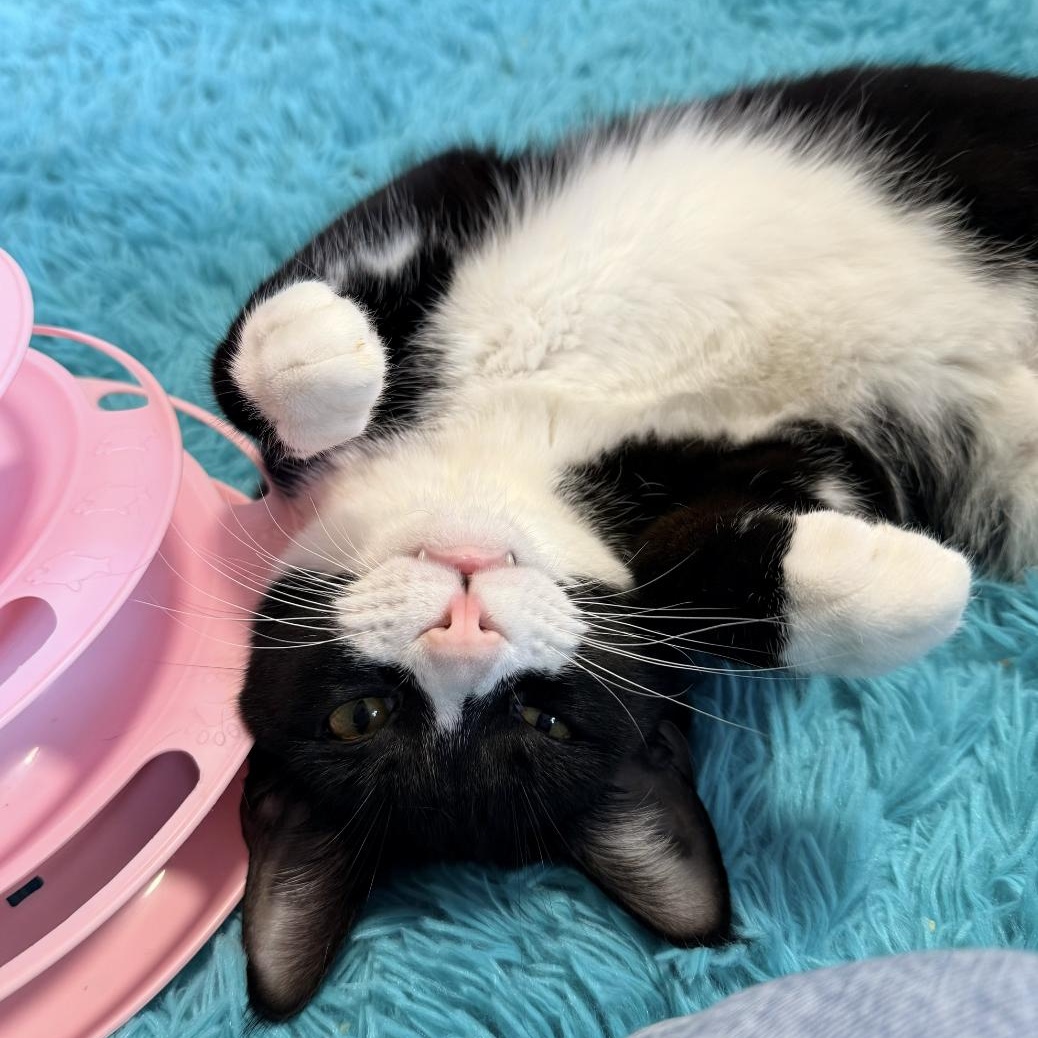 Enlarge Malin, a ADOPTABLE Domestic Short Hair in Roanoke, VA image 2/3